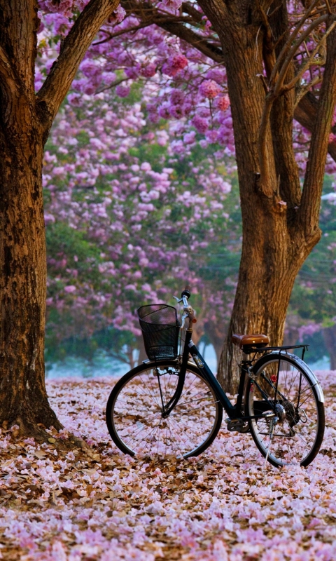 Download mobile wallpaper Nature, Flower, Park, Tree, Spring, Bicycle, Vehicles for free.