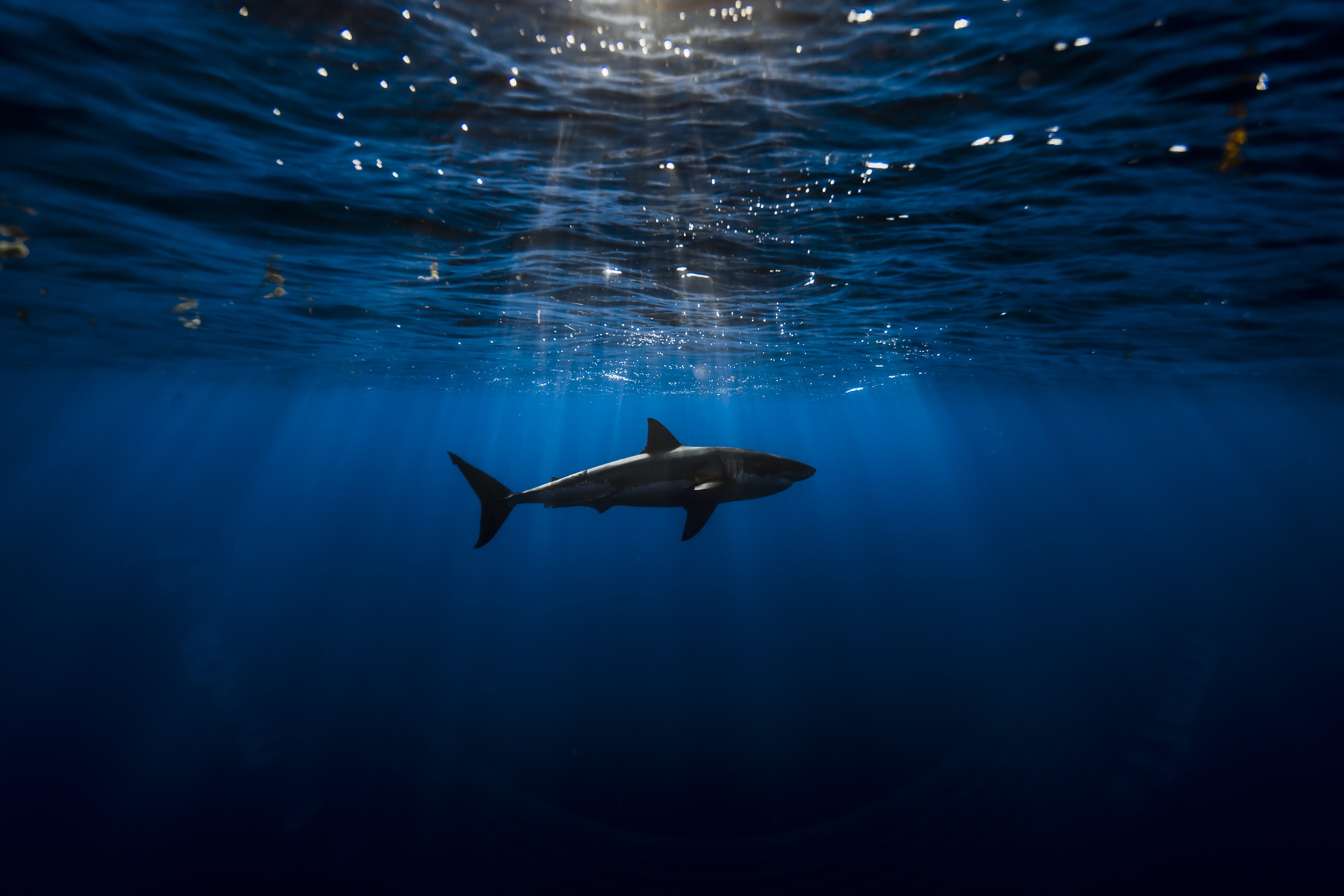Baixar papel de parede para celular de Animais, Embaixo Da Agua, Tubarão gratuito.