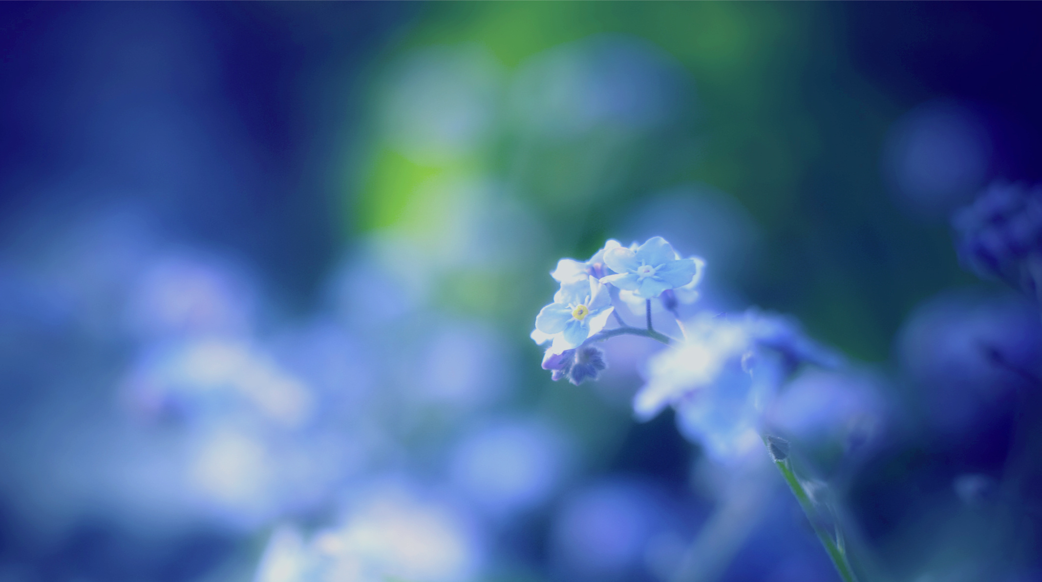 Téléchargez gratuitement l'image Fleurs, Fleur, Terre/nature sur le bureau de votre PC