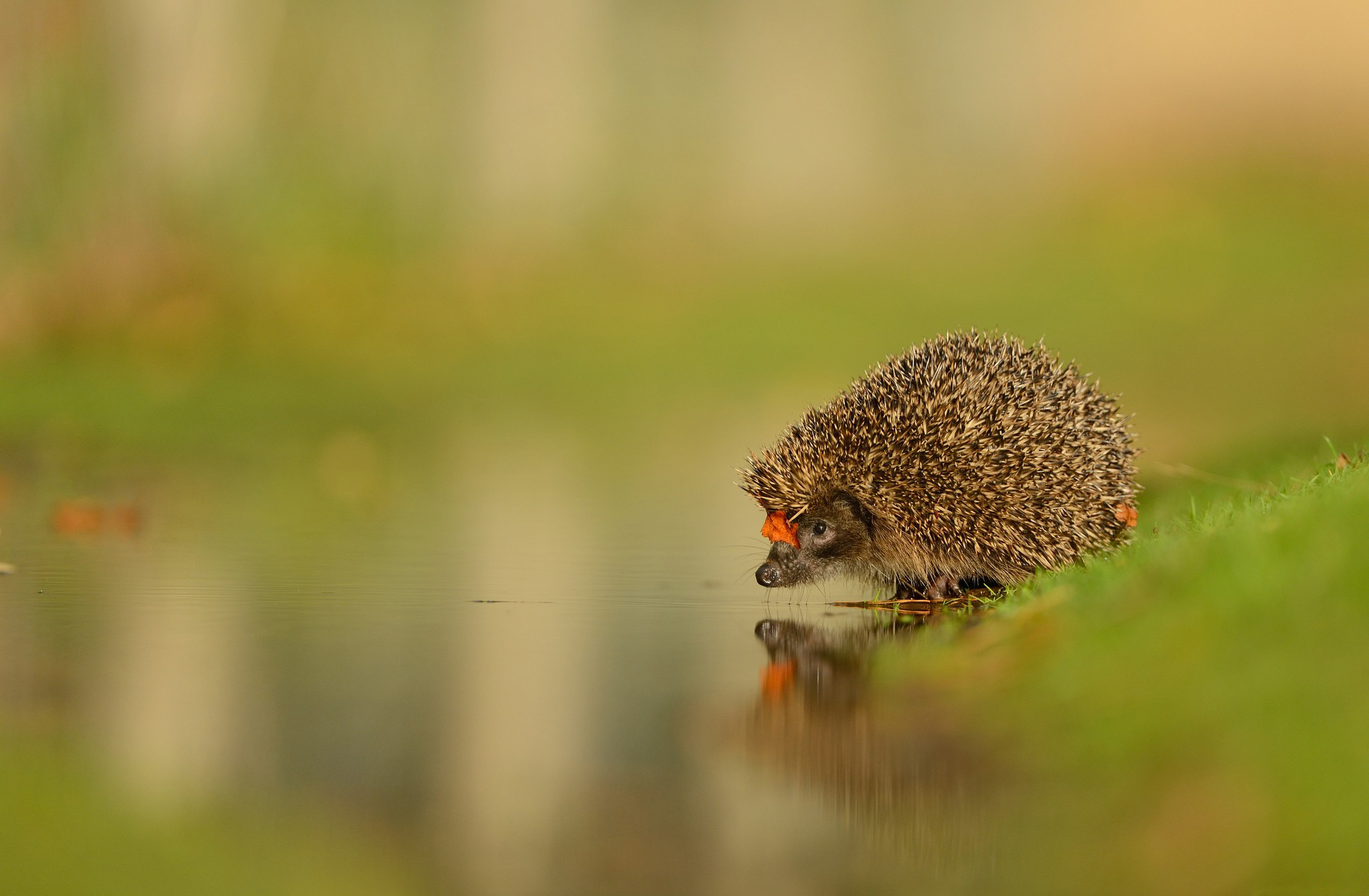 Download mobile wallpaper Water, Reflection, Animal, Hedgehog for free.