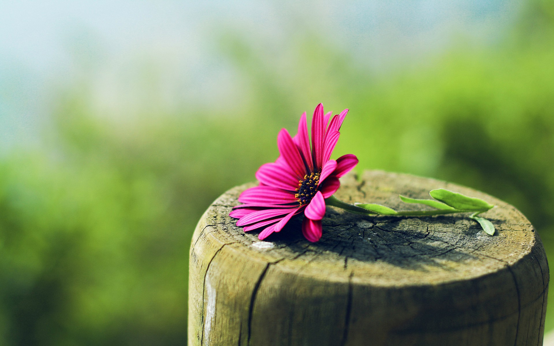 Téléchargez gratuitement l'image Fleurs, Fleur, Terre/nature sur le bureau de votre PC