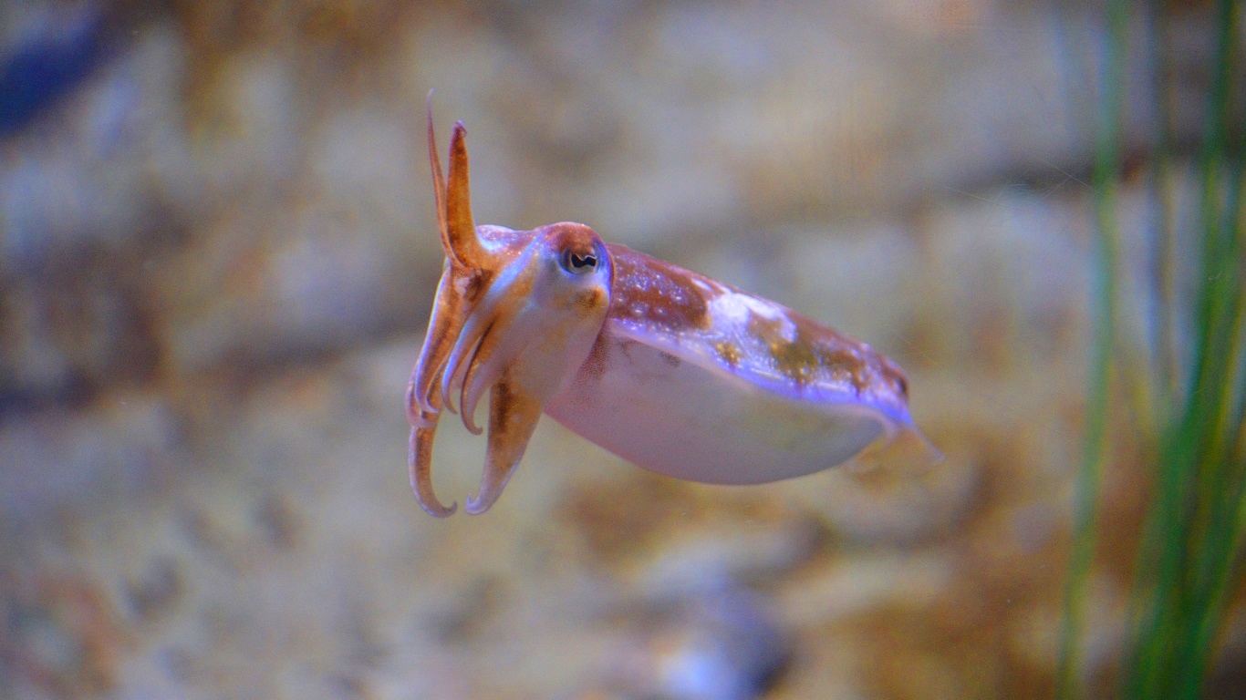 cuttlefish, animal, blur, squid, fishes