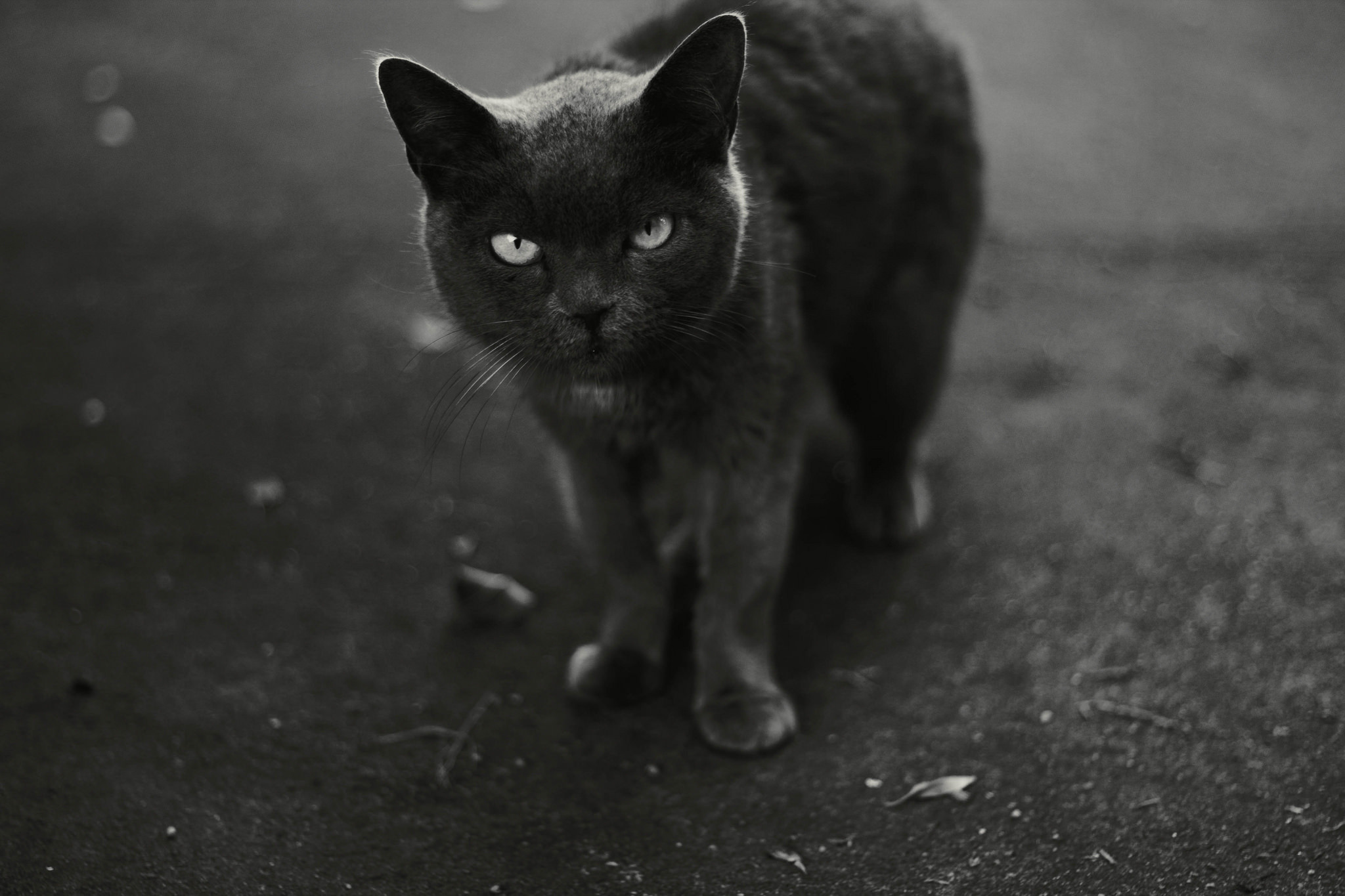 Baixar papel de parede para celular de Animais, Gatos, Gato, Monocromático, Olhar Fixamente gratuito.