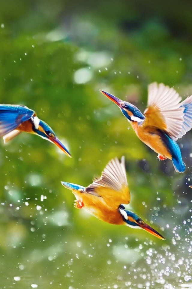 Download mobile wallpaper Birds, Bird, Flight, Animal, Kingfisher, Steep Dive for free.