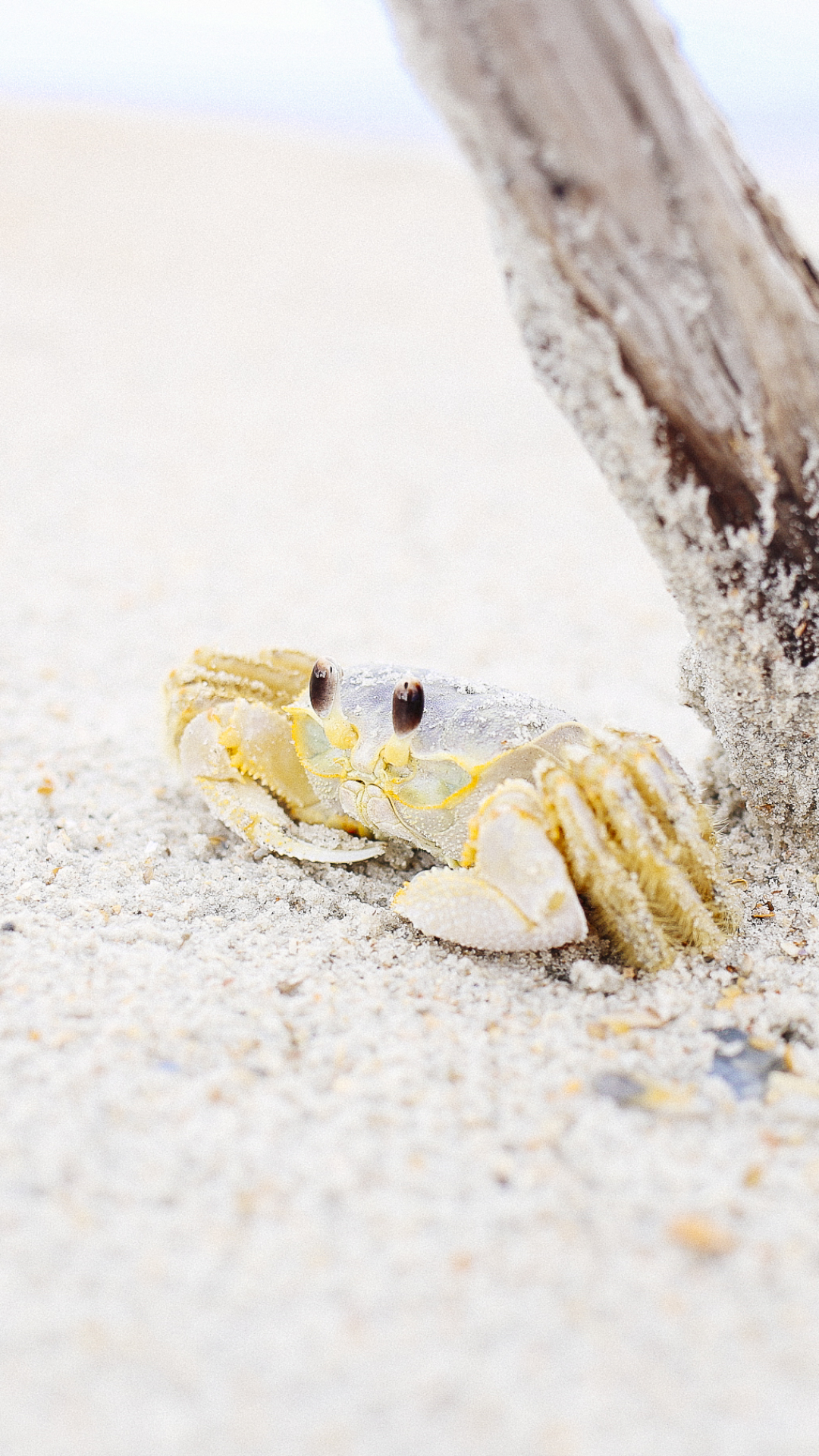 Download mobile wallpaper Sand, Animal, Crab, Sea Life, Crustacean for free.