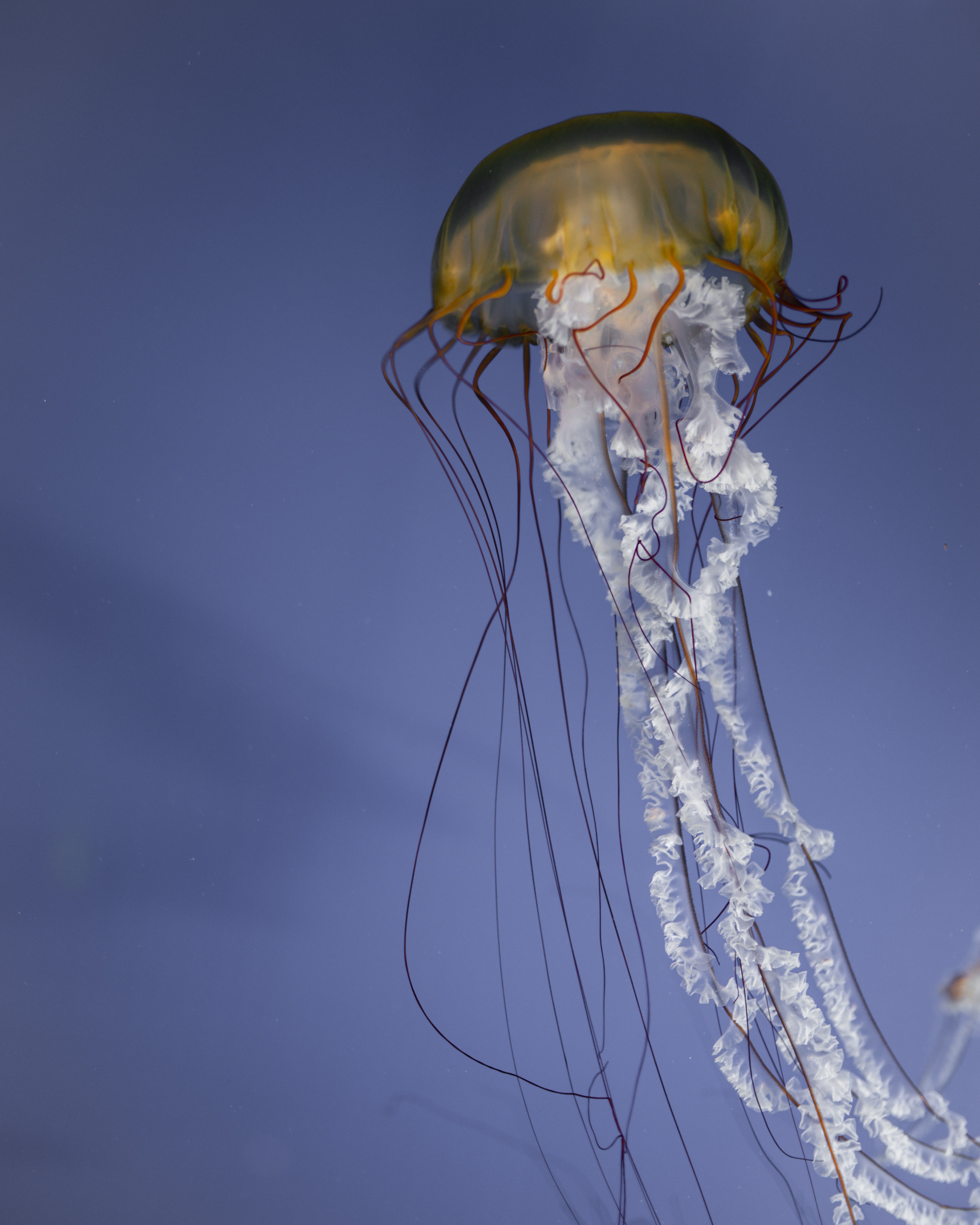 66187 скачать картинку под водой, медуза, животные, море, существо, щупальца - обои и заставки бесплатно