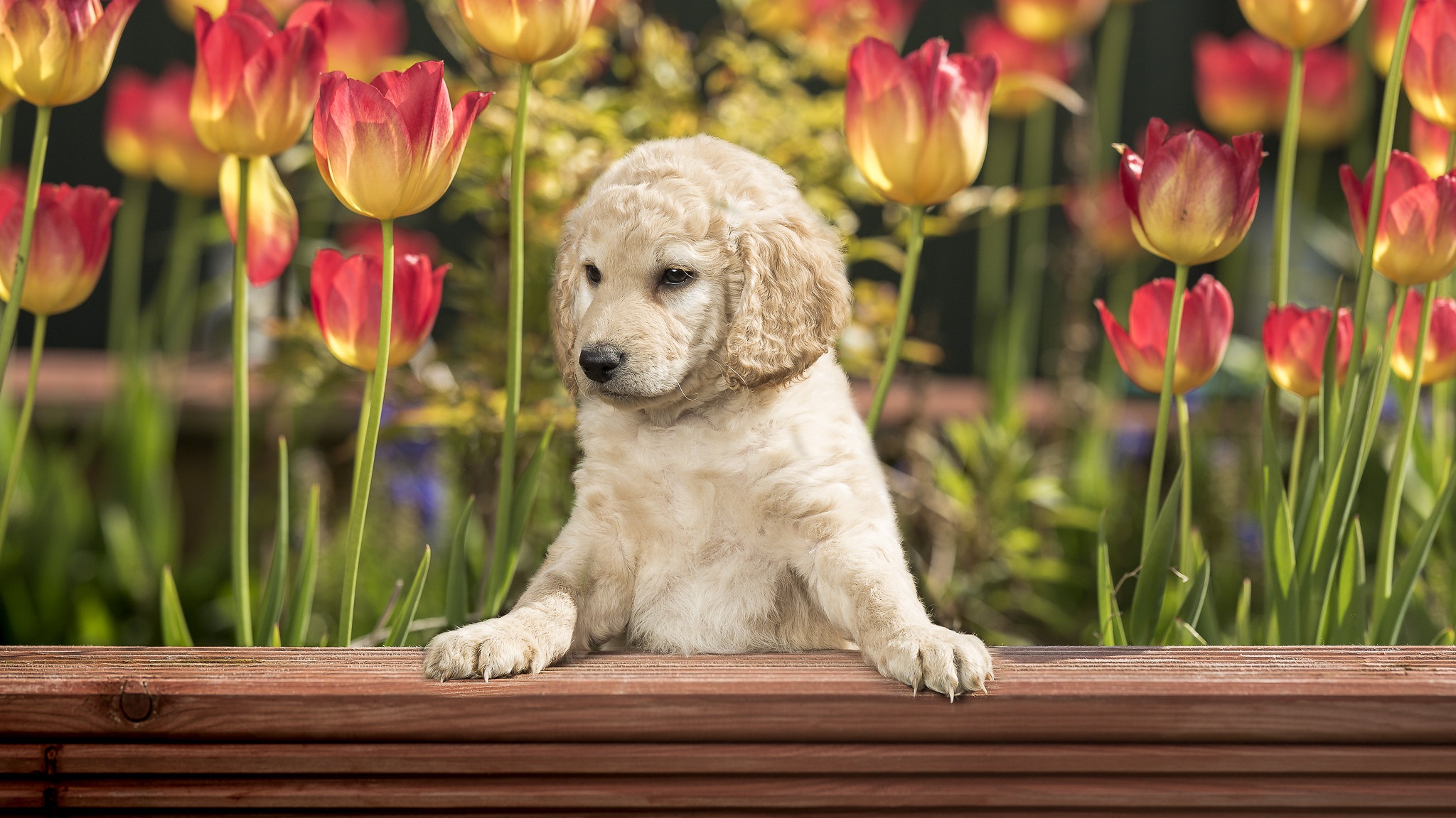 Handy-Wallpaper Tiere, Hunde, Hund, Welpen, Tulpe, Goldendoodle, Tierbaby kostenlos herunterladen.