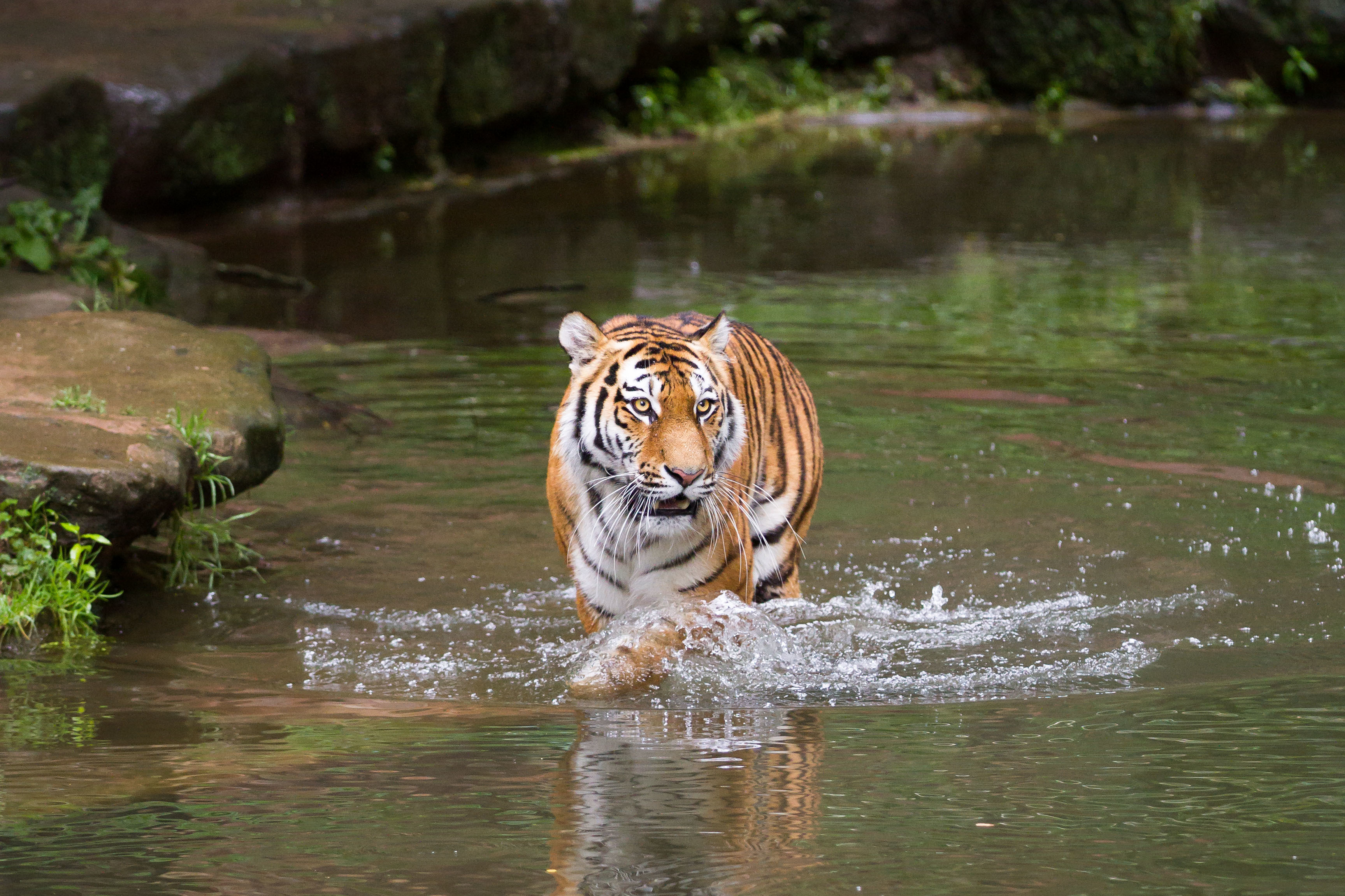 Descarga gratuita de fondo de pantalla para móvil de Animales, Gatos, Tigre.