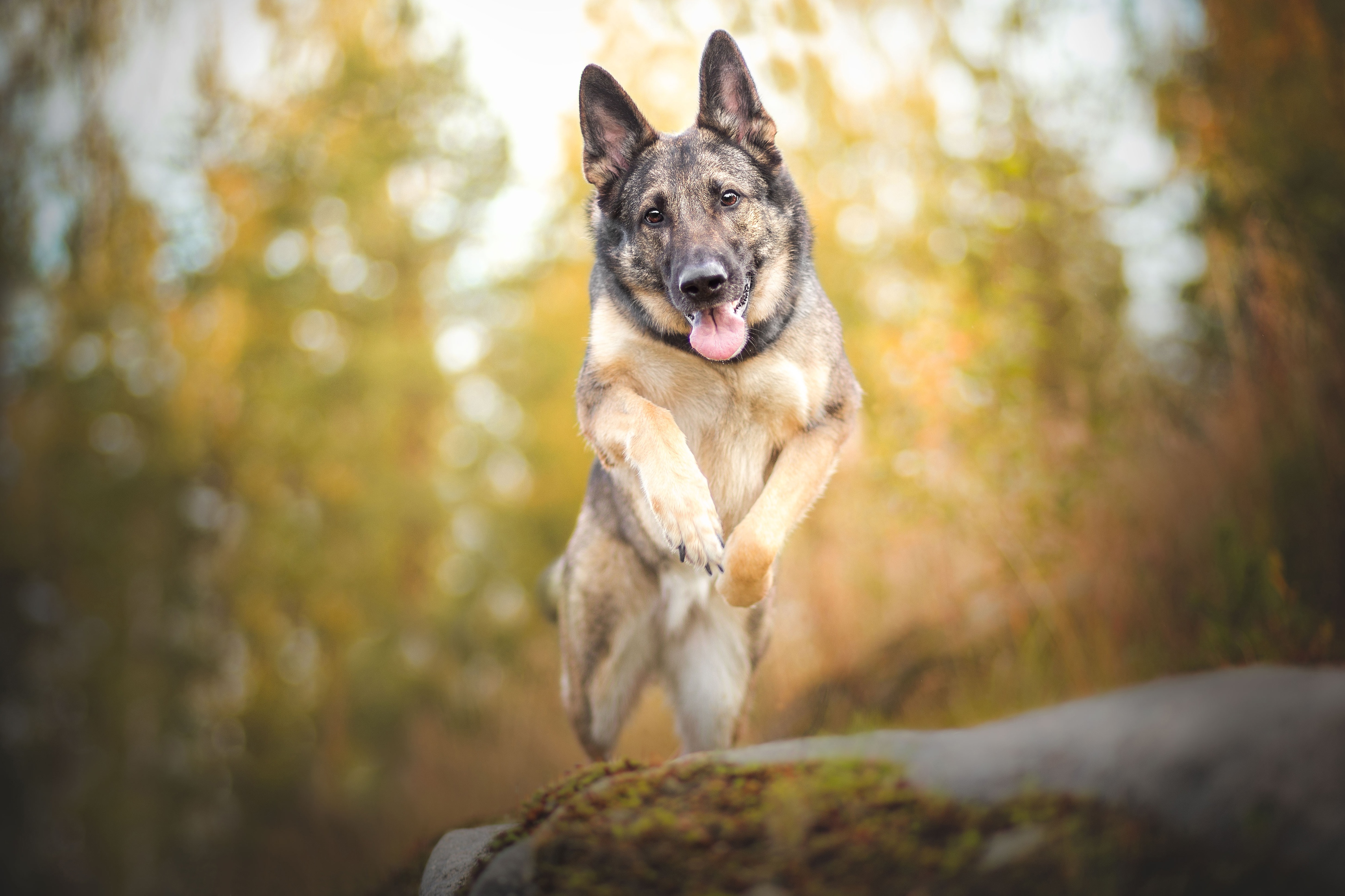 Descarga gratuita de fondo de pantalla para móvil de Animales, Perros, Perro, Bokeh, Pastor Alemán, Profundidad De Campo.