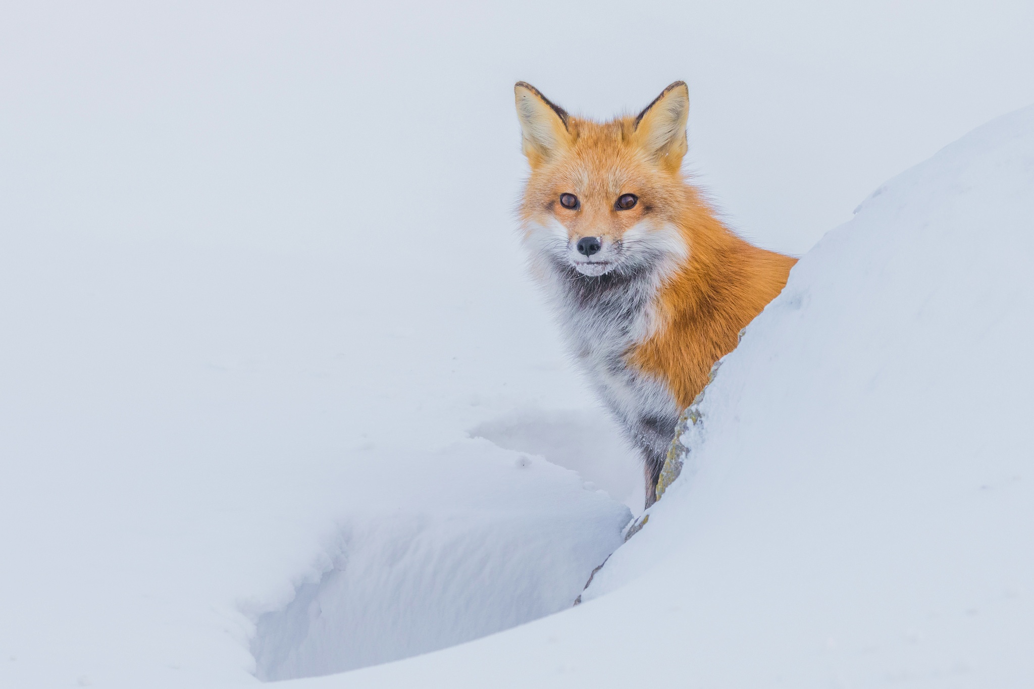 Handy-Wallpaper Tiere, Winter, Schnee, Fuchs kostenlos herunterladen.