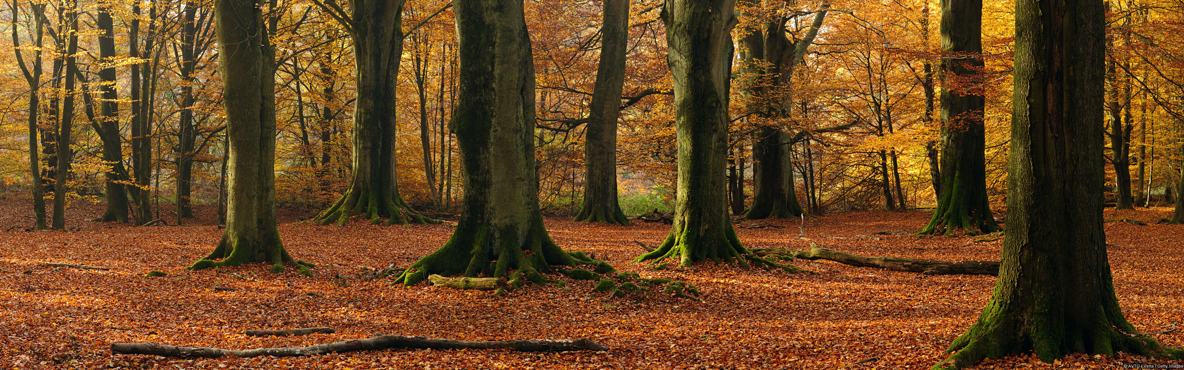 Baixe gratuitamente a imagem Inverno, Outono, Terra/natureza na área de trabalho do seu PC