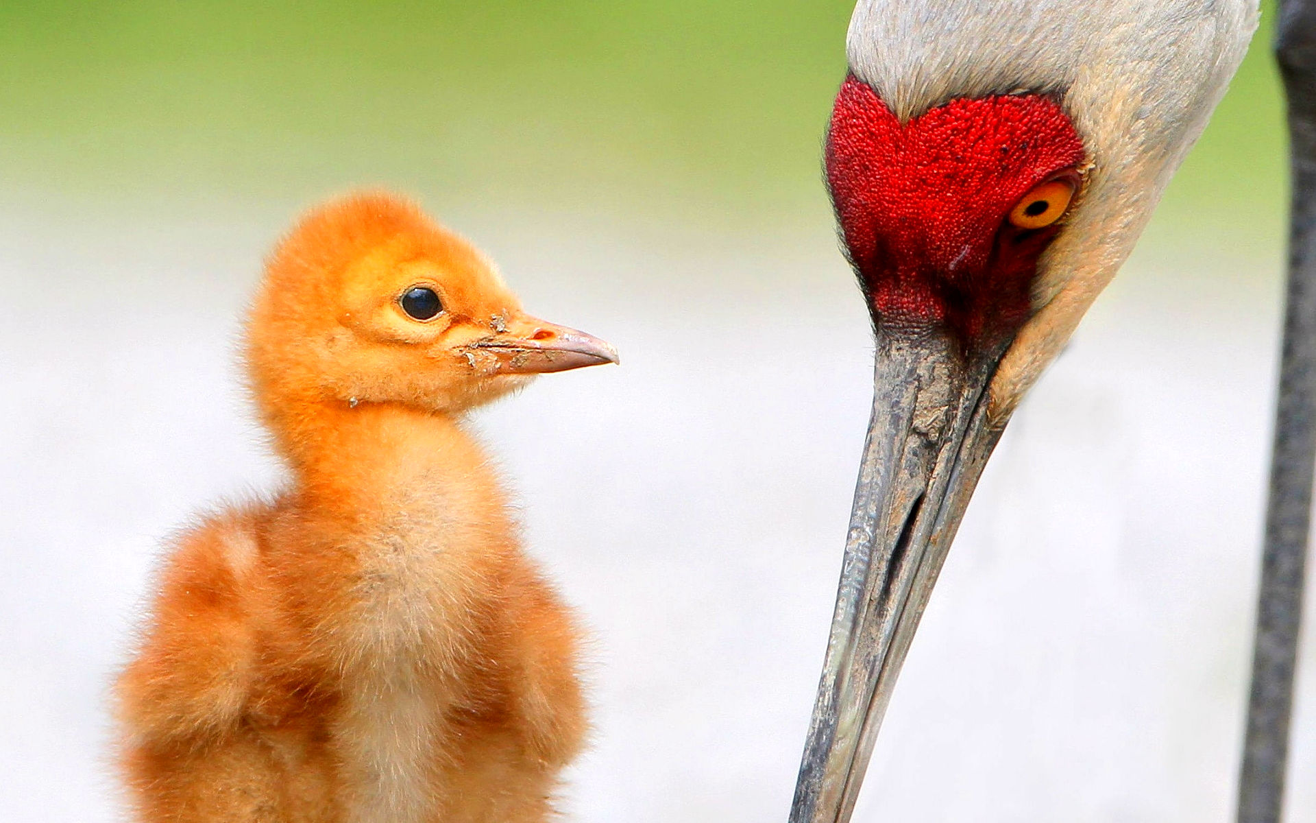 Descarga gratuita de fondo de pantalla para móvil de Animales, Aves, Ave.