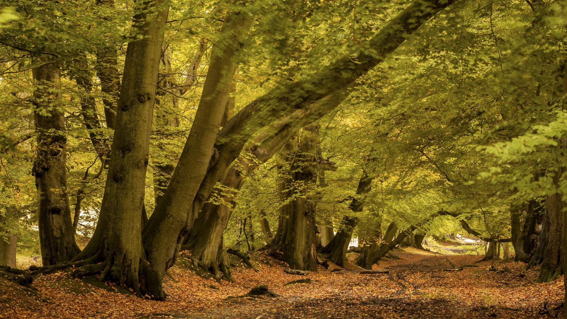 Téléchargez gratuitement l'image Automne, Forêt, Arbre, Feuille, Chemin, La Nature, Terre/nature sur le bureau de votre PC