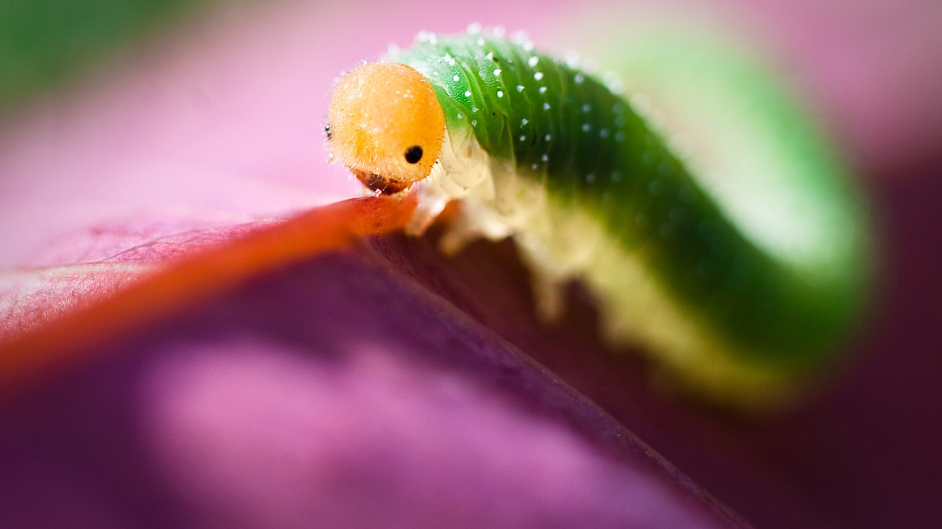 Free download wallpaper Animal, Inchworm on your PC desktop
