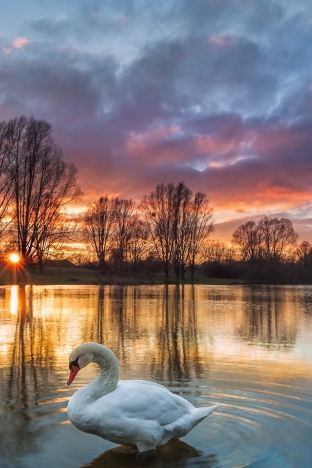 Download mobile wallpaper Birds, Water, Sunset, Animal, Swan, Cloud, Mute Swan for free.