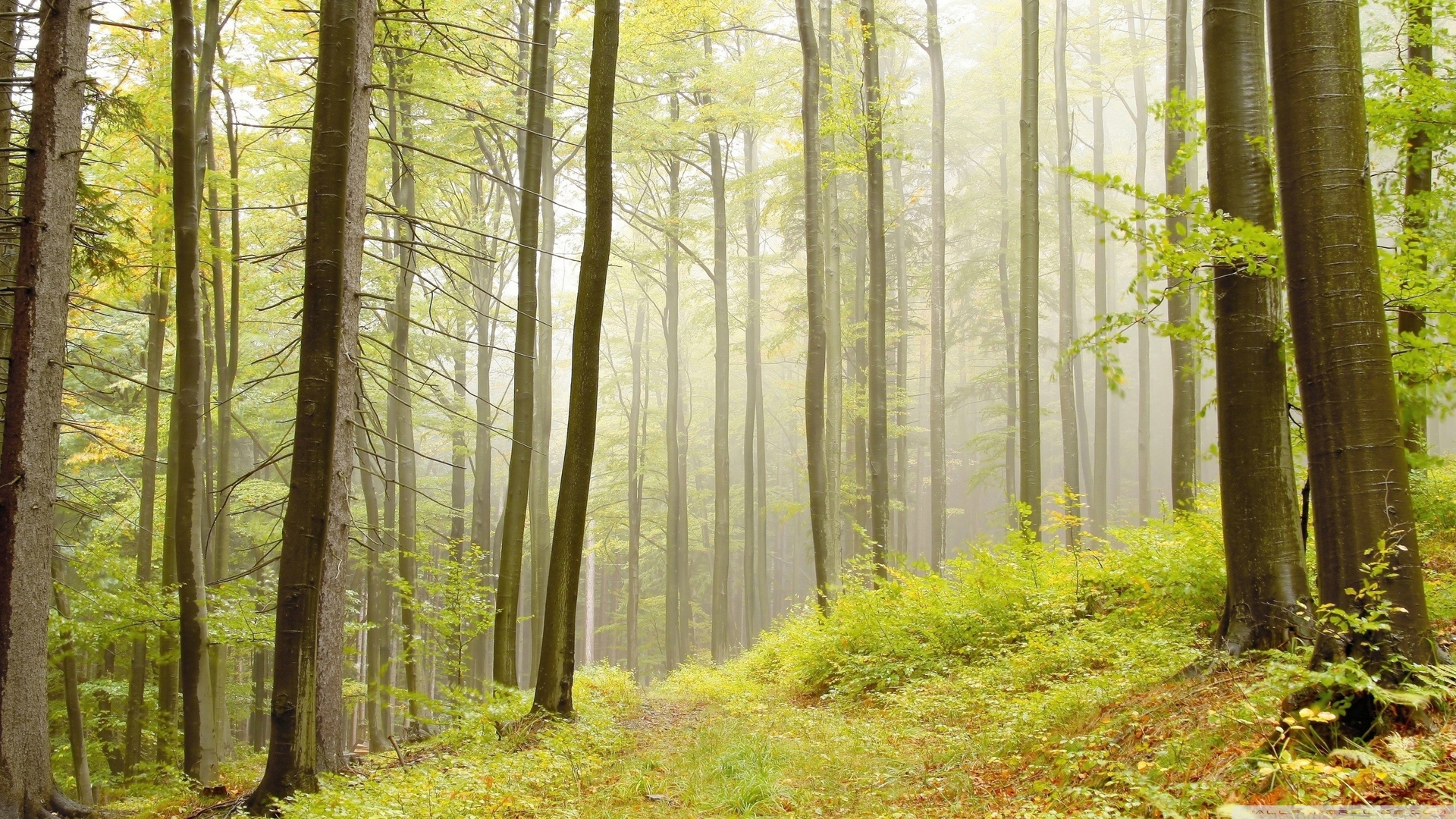 Téléchargez des papiers peints mobile Forêt, Arbre, Terre/nature gratuitement.