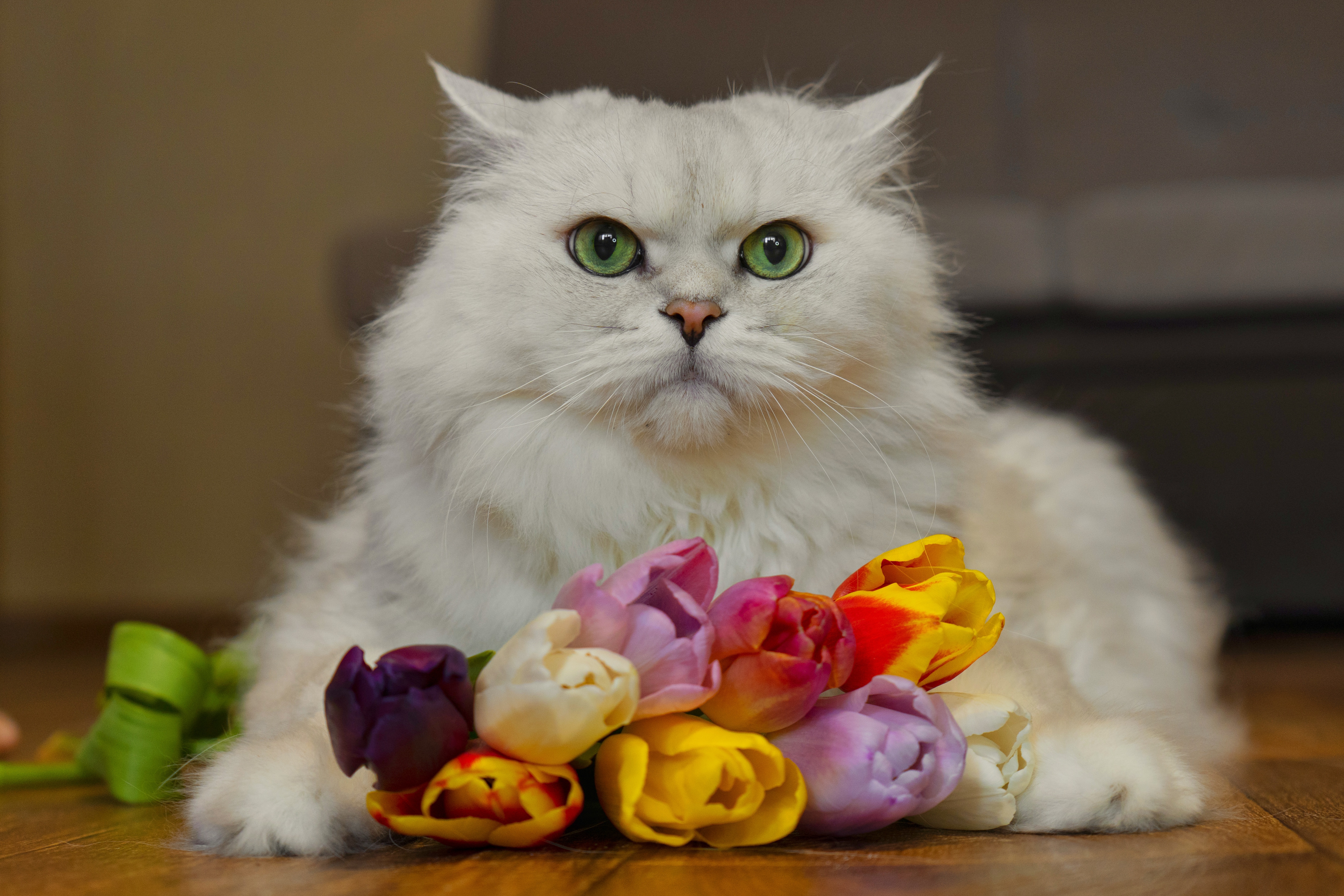 PCデスクトップに動物, チューリップ, 花, ネコ, 猫画像を無料でダウンロード