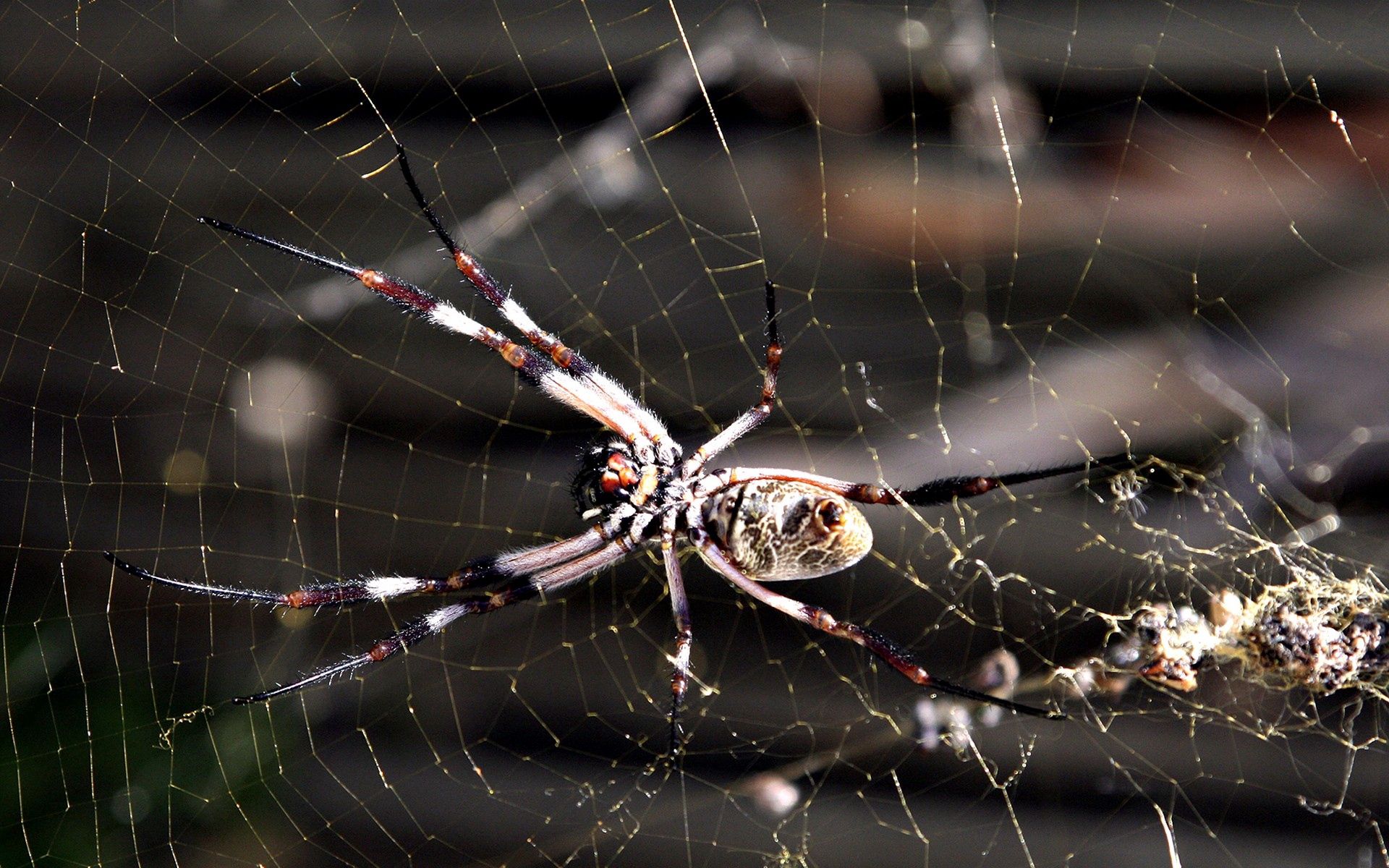 Laden Sie das Makro, Insekt, Web, Spinne-Bild kostenlos auf Ihren PC-Desktop herunter