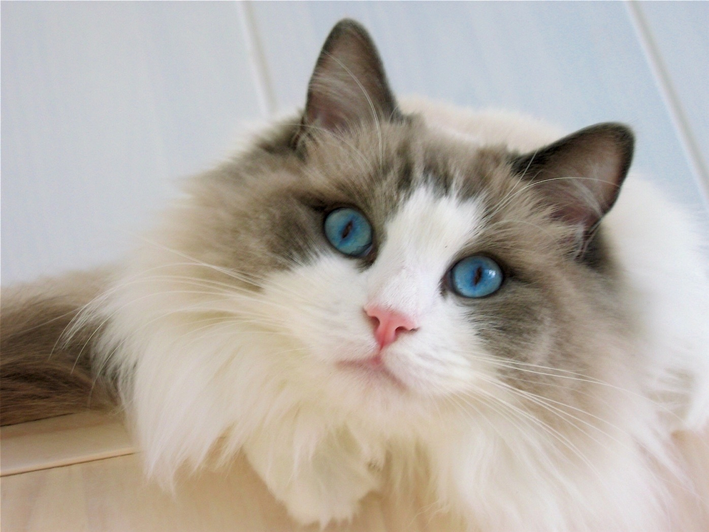 animal, cat, blue eyes, close up, fluffy, ragdoll, cats