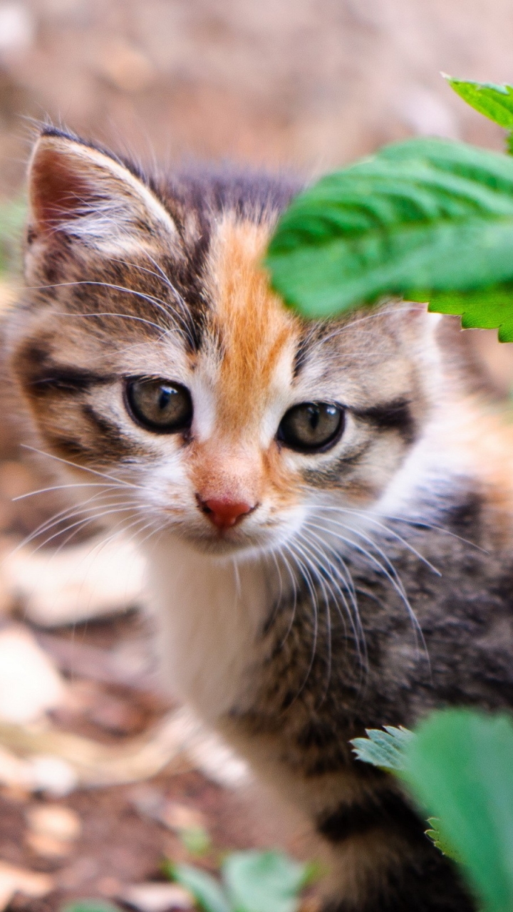 Скачати мобільні шпалери Кішка, Кошеня, Тварина, Милий, Коти безкоштовно.