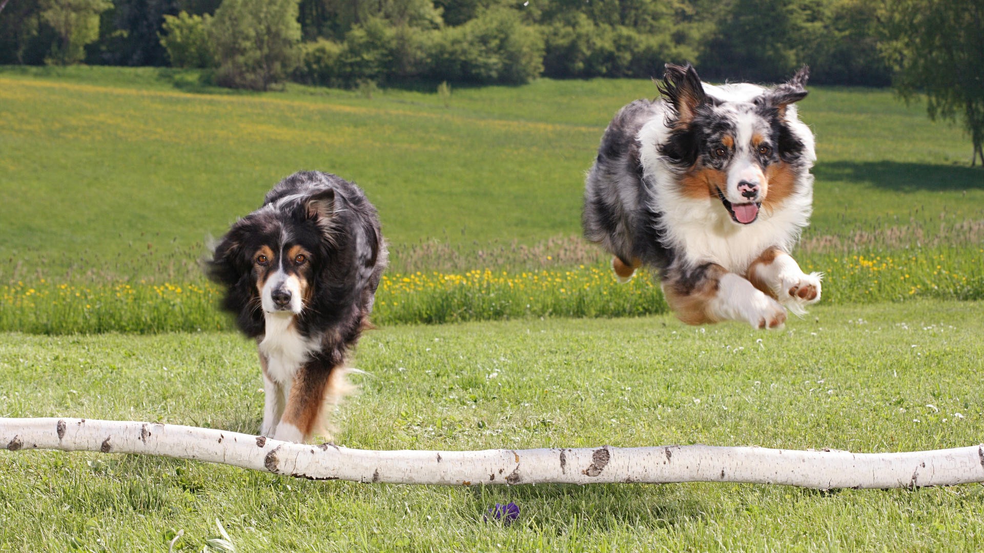 無料モバイル壁紙犬, 動物をダウンロードします。