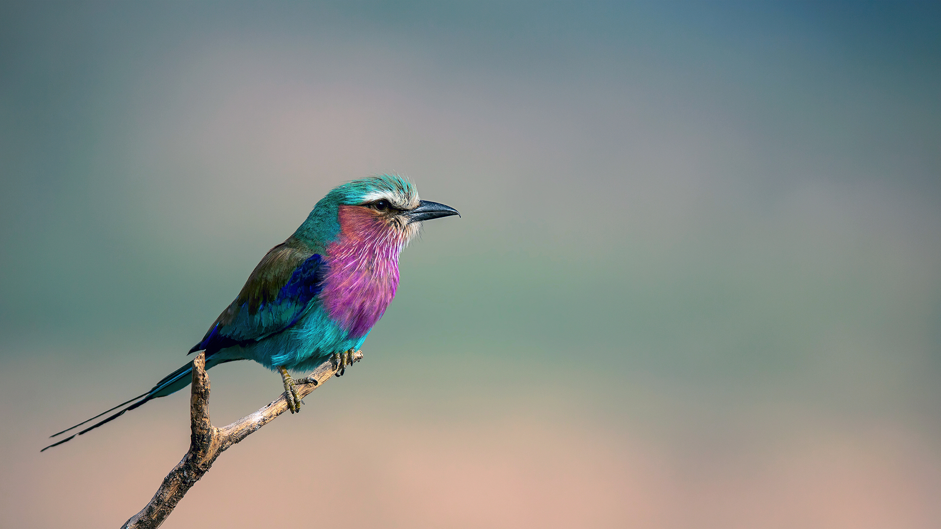 Baixar papel de parede para celular de Pássaro, Aves, Animais gratuito.