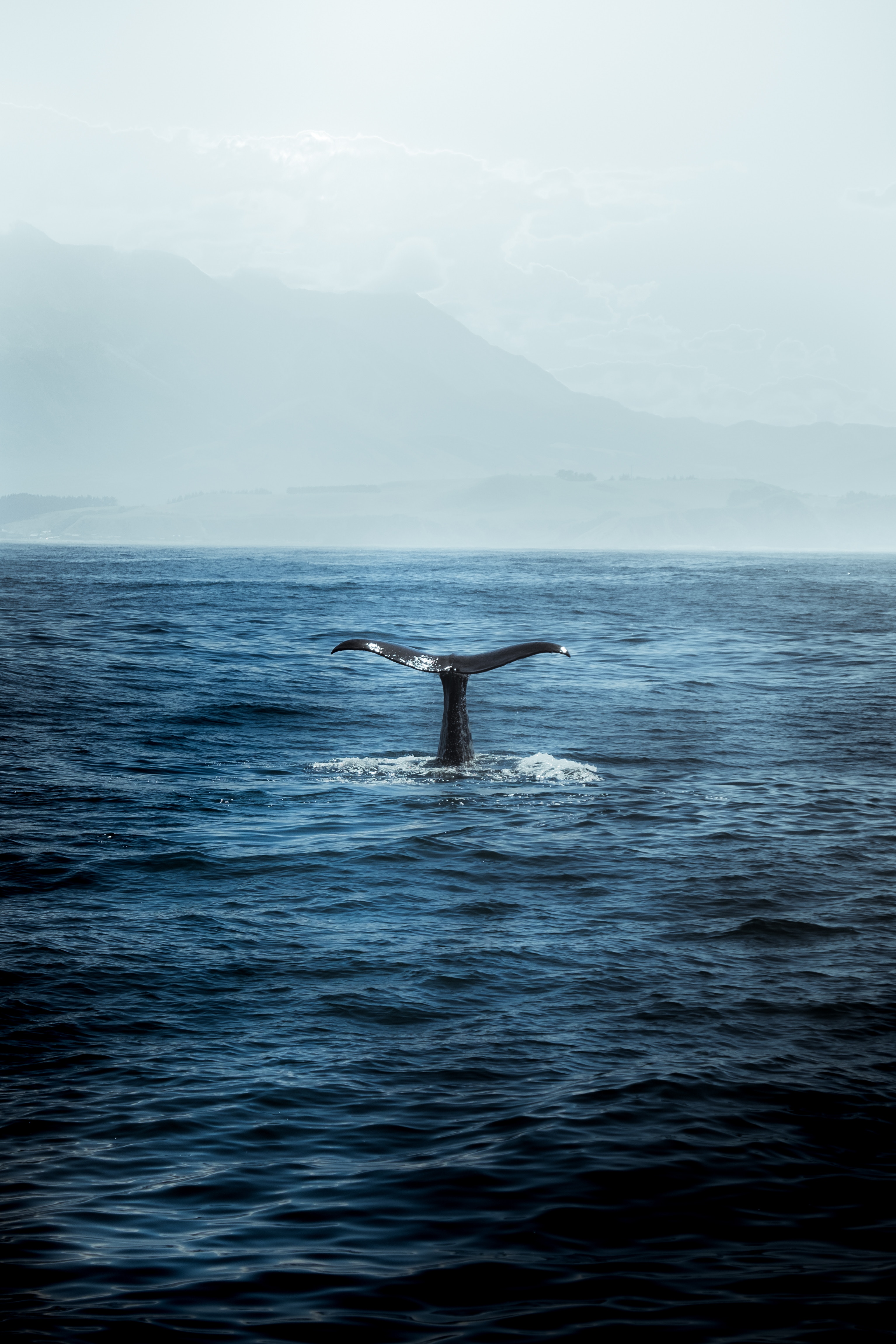 whale, nature, waves, ocean, predator, tail