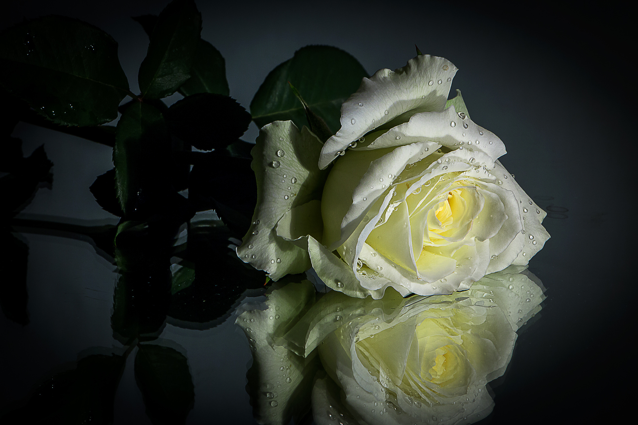 Laden Sie das Blumen, Blume, Rose, Weiße Blume, Erde/natur, Spiegelung-Bild kostenlos auf Ihren PC-Desktop herunter