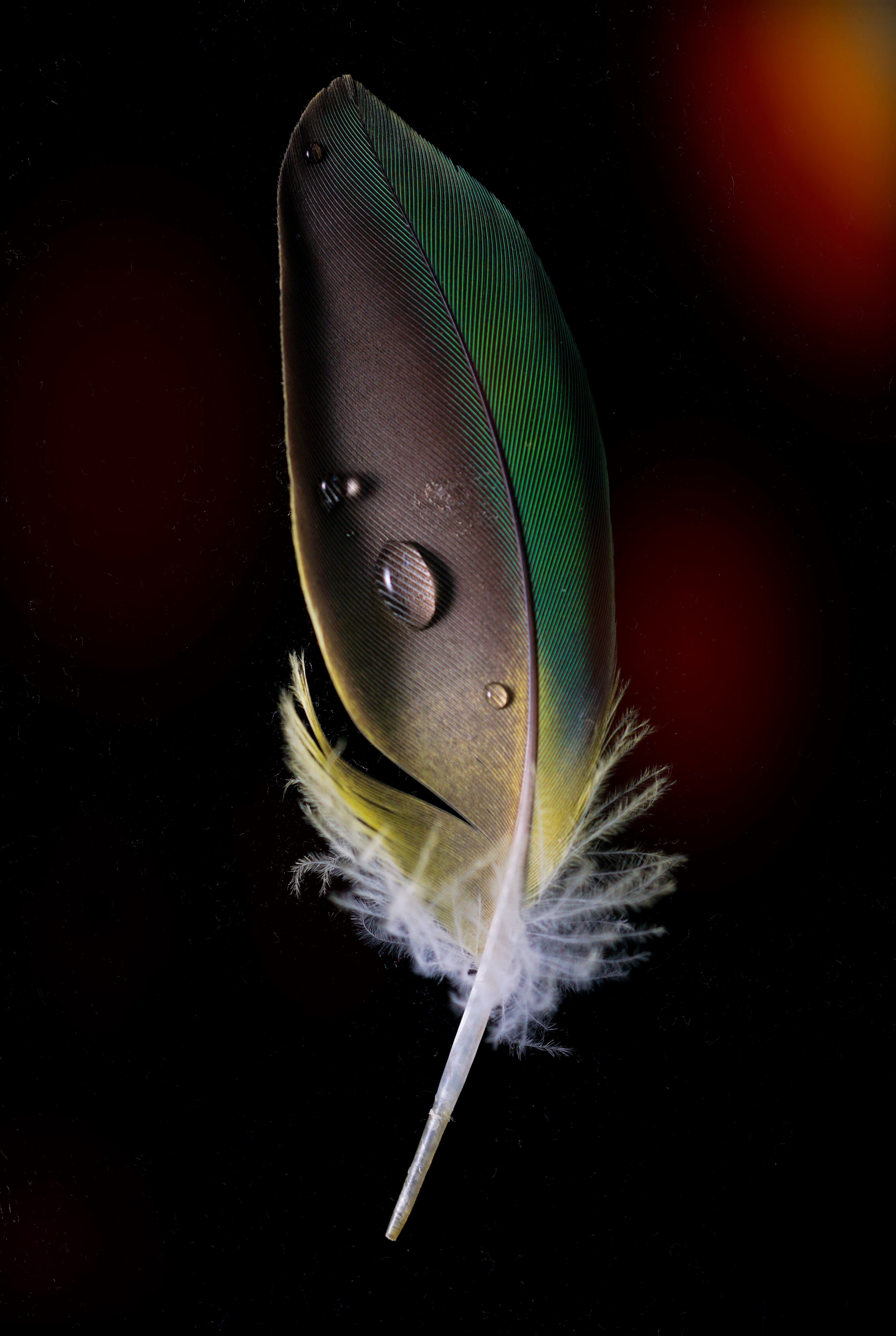feather, drops, macro, pen UHD
