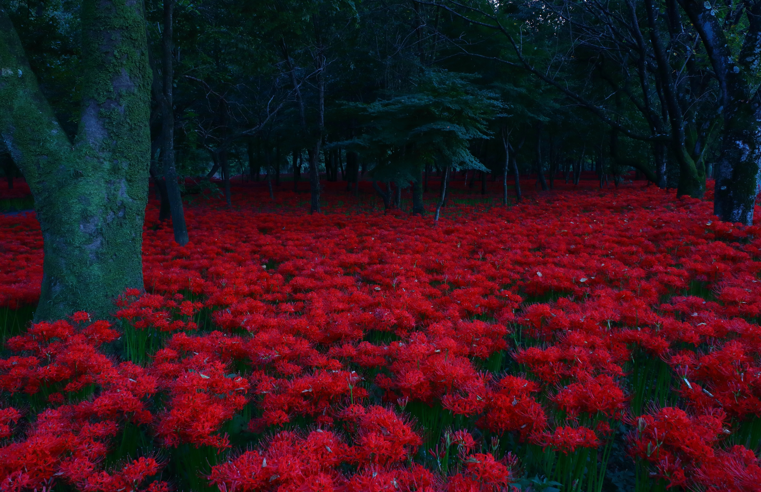 Descarga gratis la imagen Flores, Flor, Bosque, Árbol, Flor Roja, Tierra/naturaleza en el escritorio de tu PC