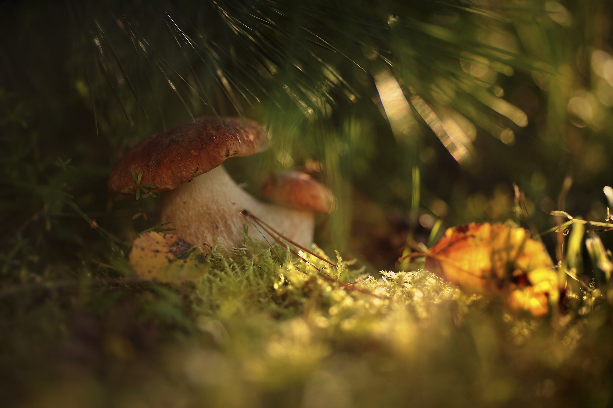 Free download wallpaper Nature, Close Up, Fall, Earth, Mushroom, Moss on your PC desktop