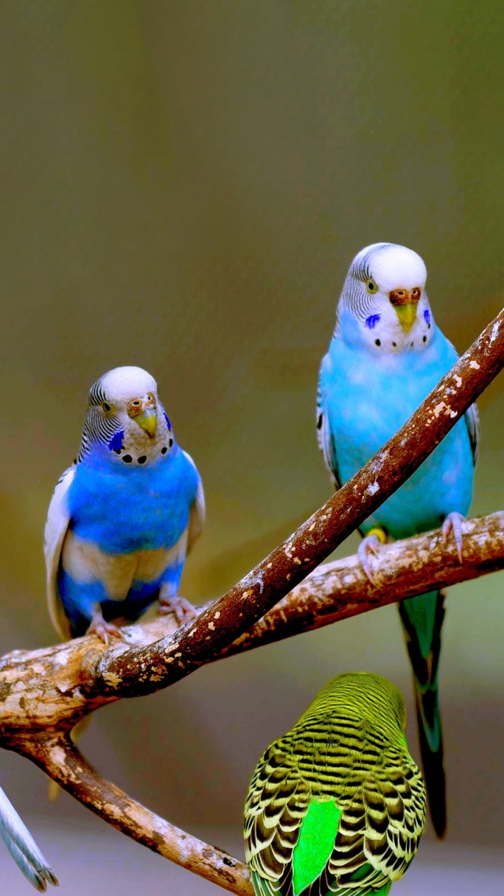 Descarga gratuita de fondo de pantalla para móvil de Animales, Periquito, Aves.