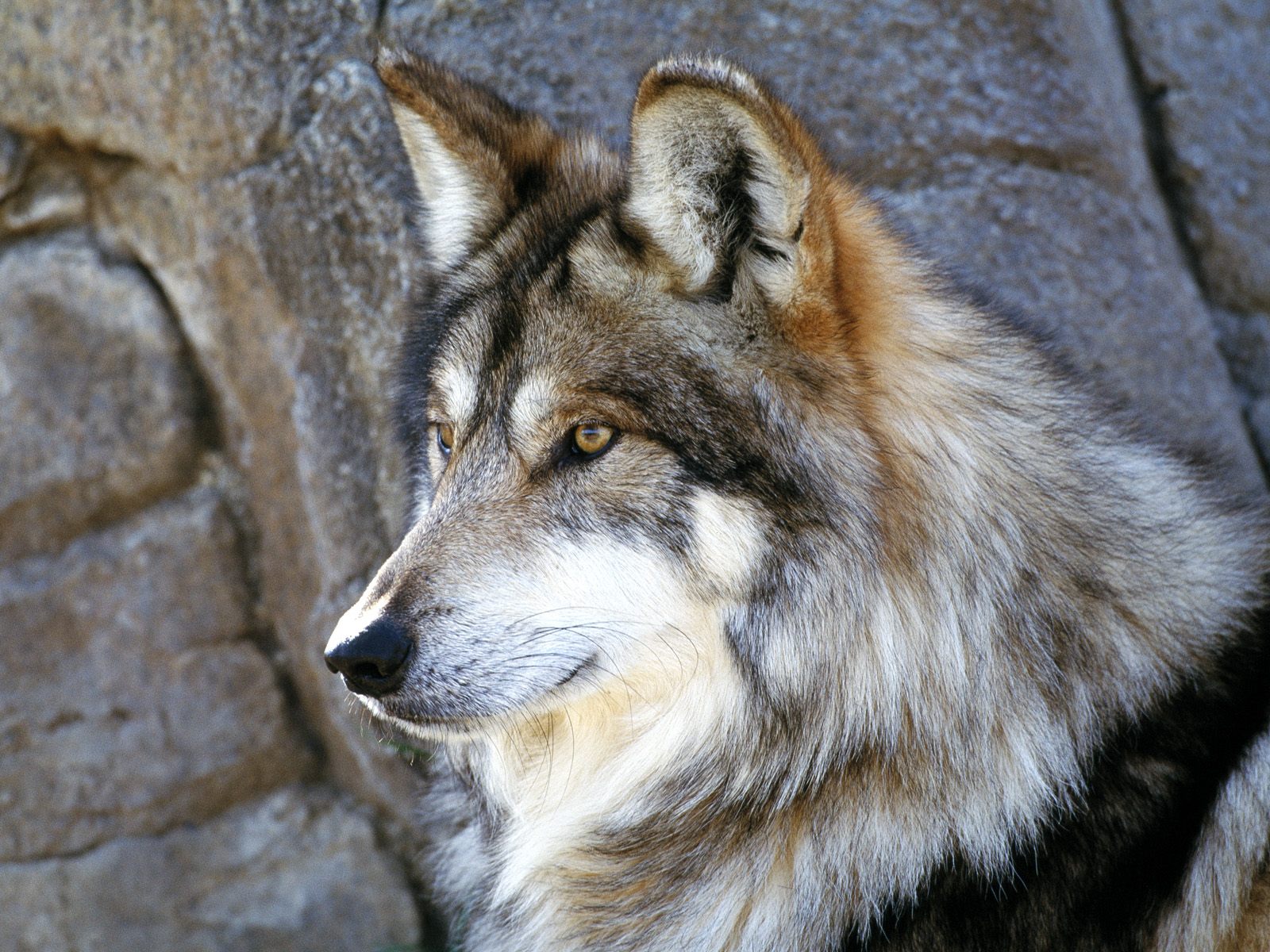 wolf, animal, close up, face, gray wolf