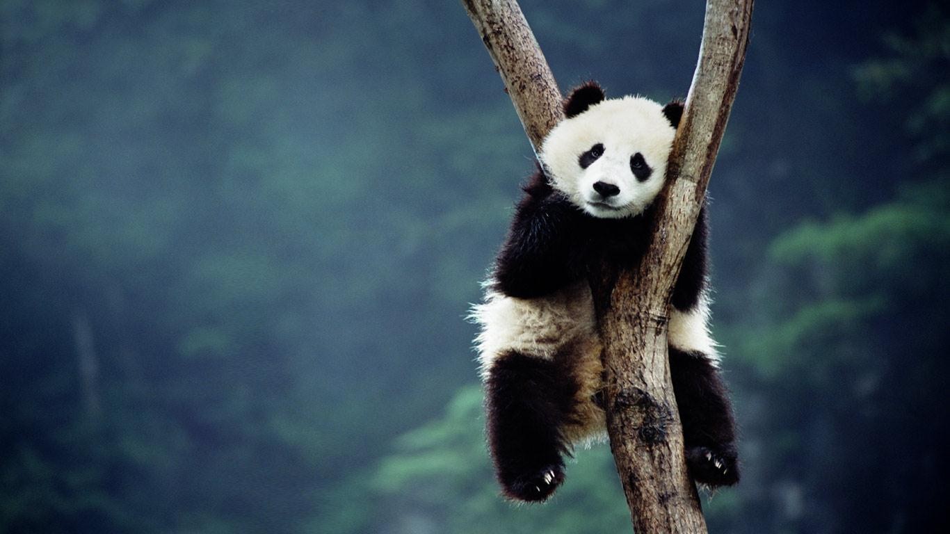 617720 Bild herunterladen tiere, panda - Hintergrundbilder und Bildschirmschoner kostenlos
