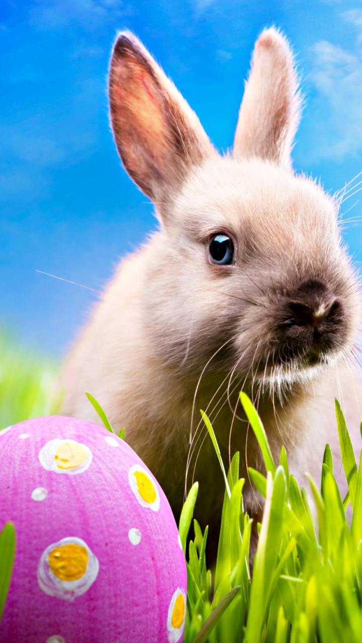 Скачати мобільні шпалери Великдень, Свято, Кролик, Яйце, Зайчик безкоштовно.