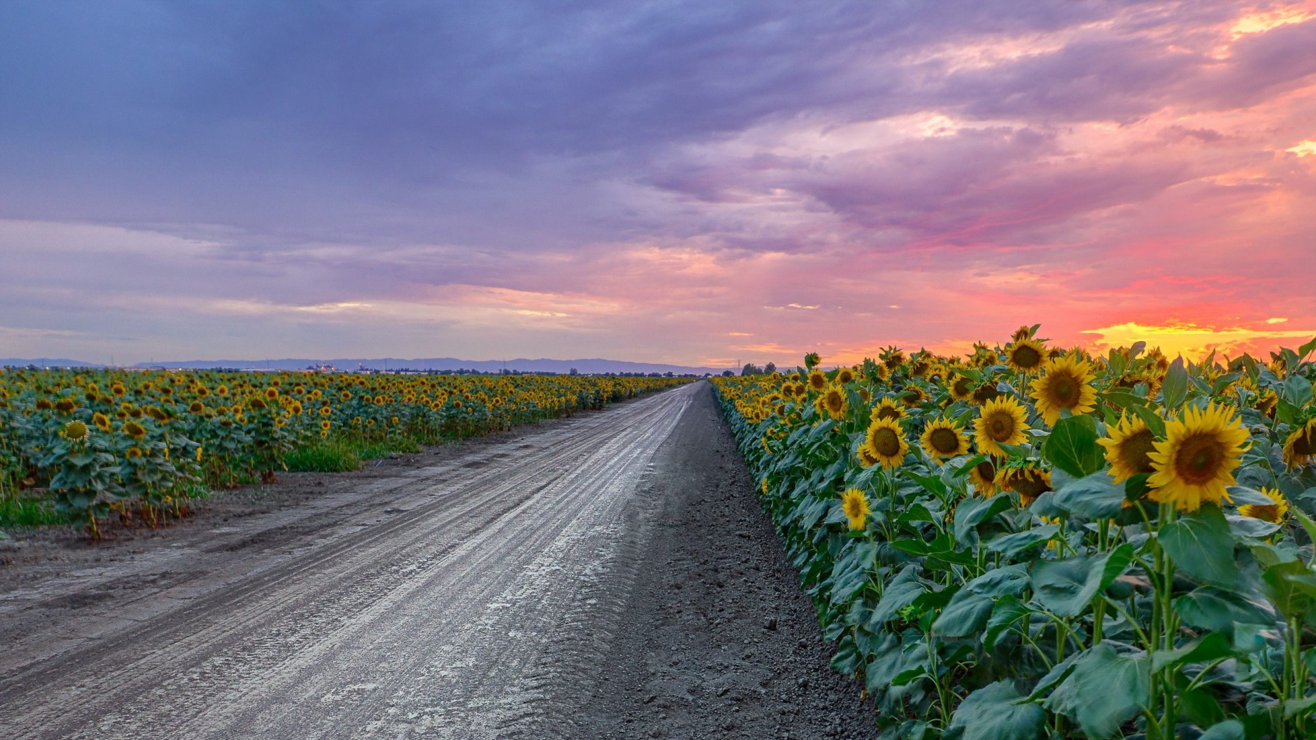 Download mobile wallpaper Road, Field, Sunflower, Man Made, Dirt Road for free.