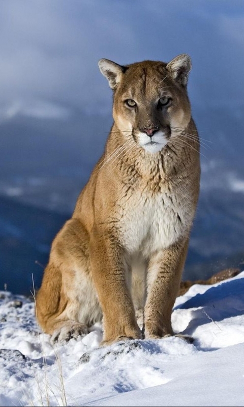 Téléchargez des papiers peints mobile Animaux, Chats, Puma gratuitement.