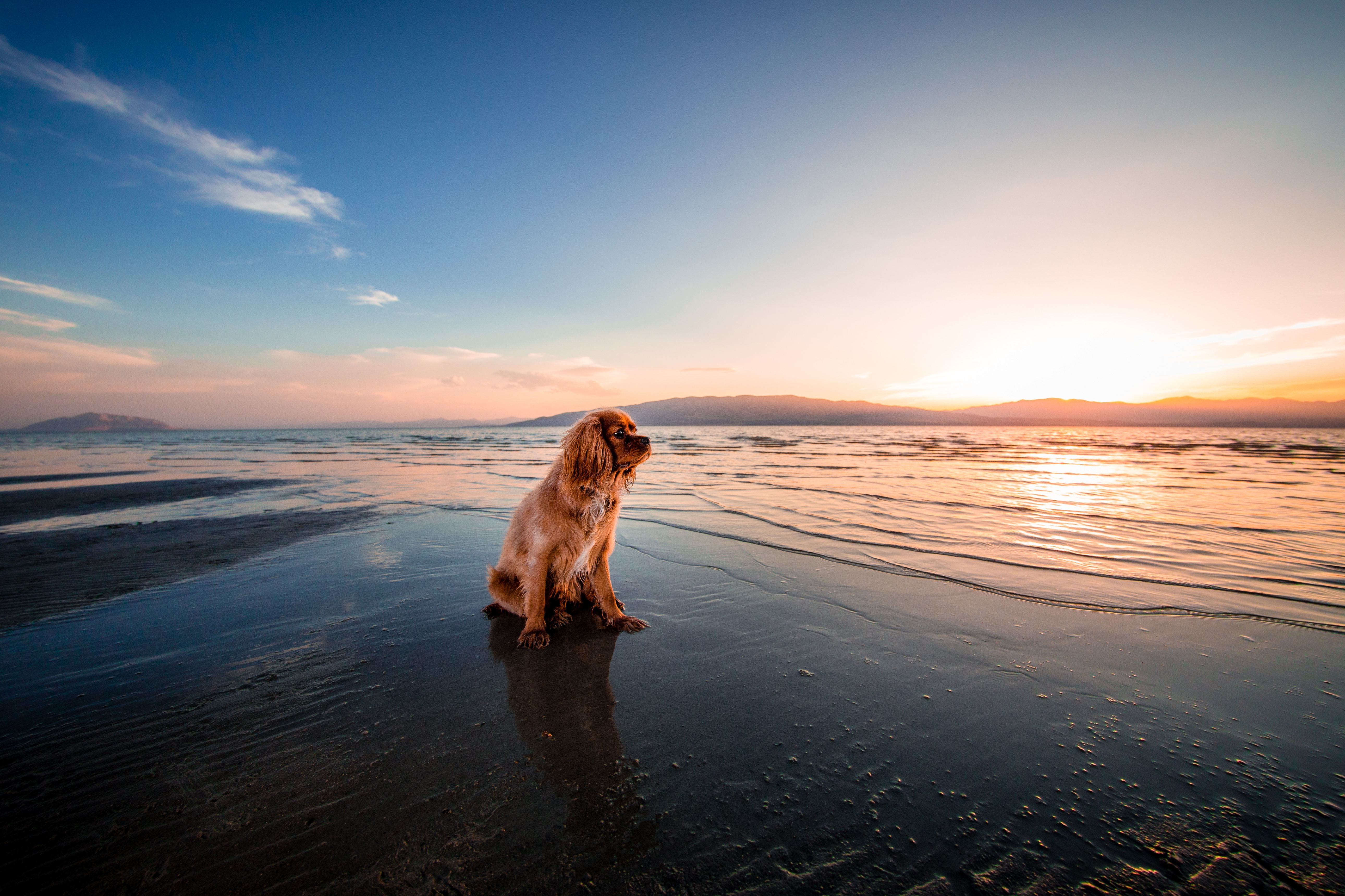 dogs, animal, cocker spaniel, beach, dog, horizon, sunrise, water