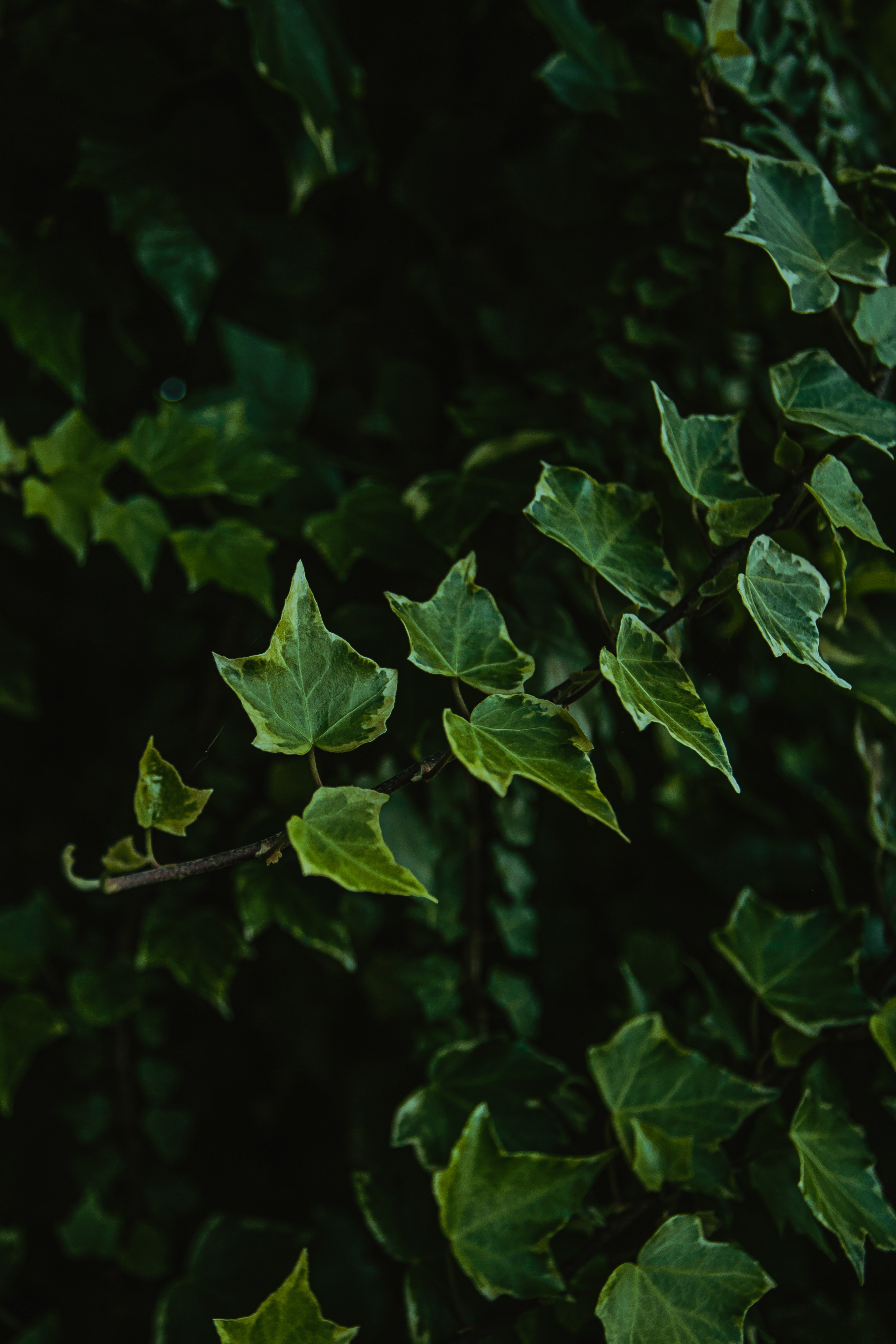 Скачать картинку Ветка, Зеленый, Природа, Растение, Листья в телефон бесплатно.