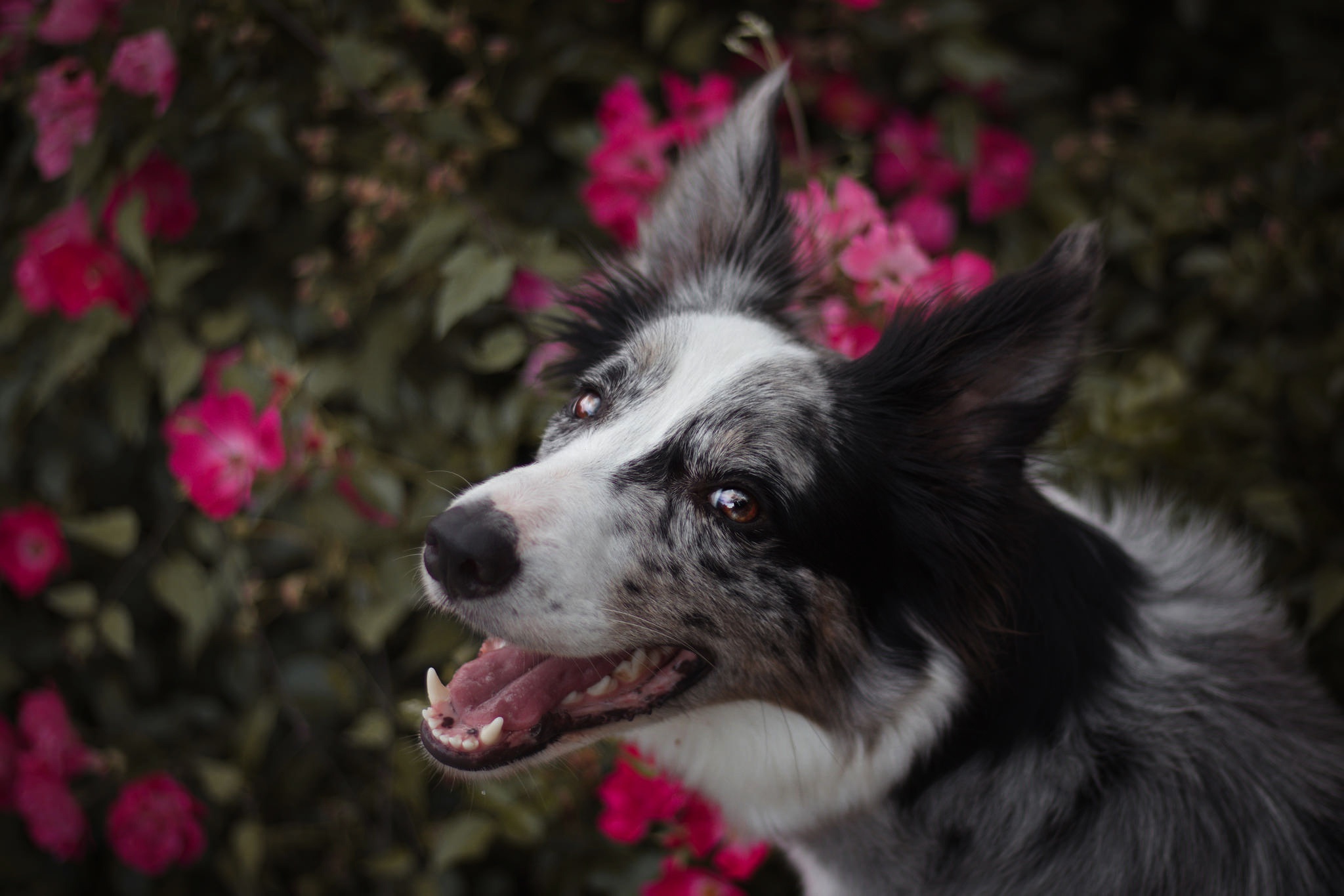 Descarga gratis la imagen Animales, Perros, Perro, Collie De La Frontera en el escritorio de tu PC