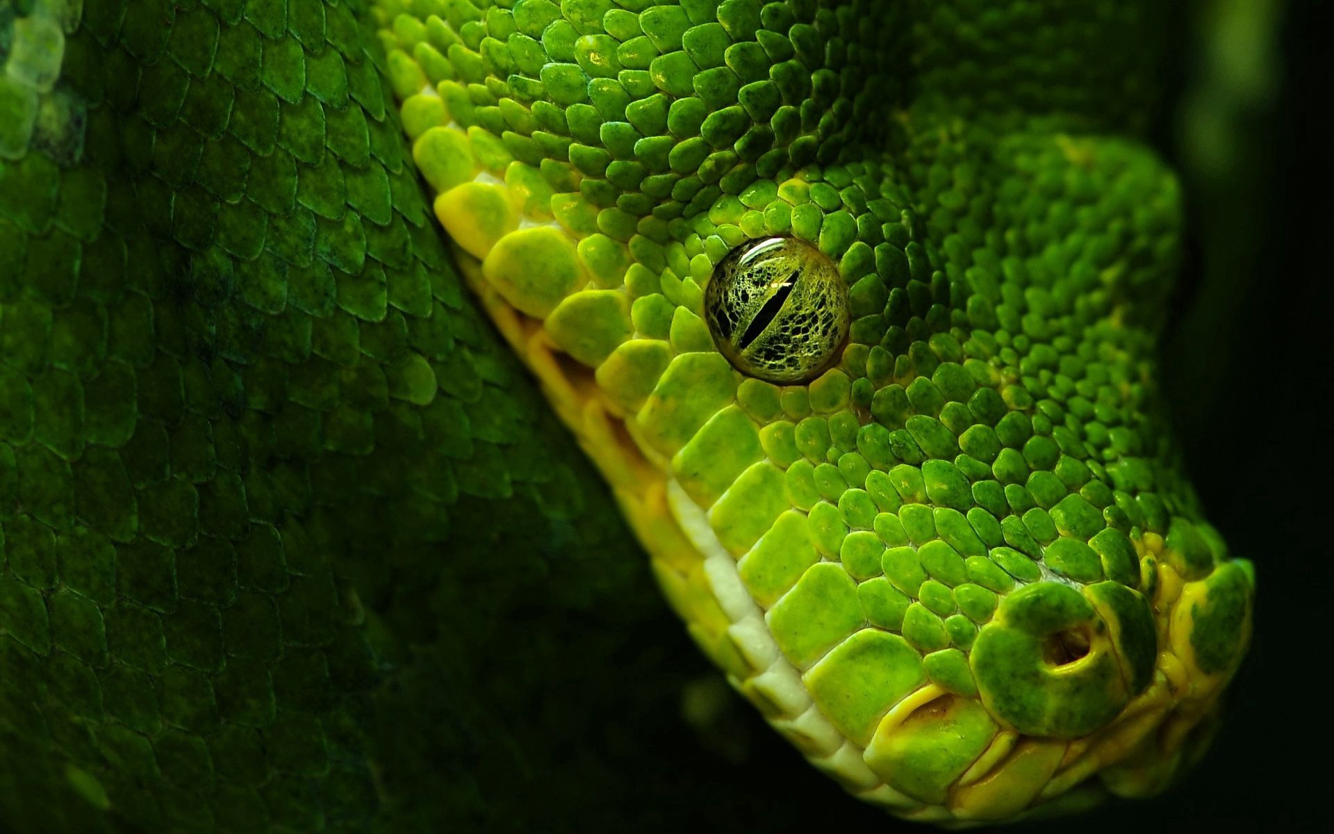 animals, snake, scales, scale, eye