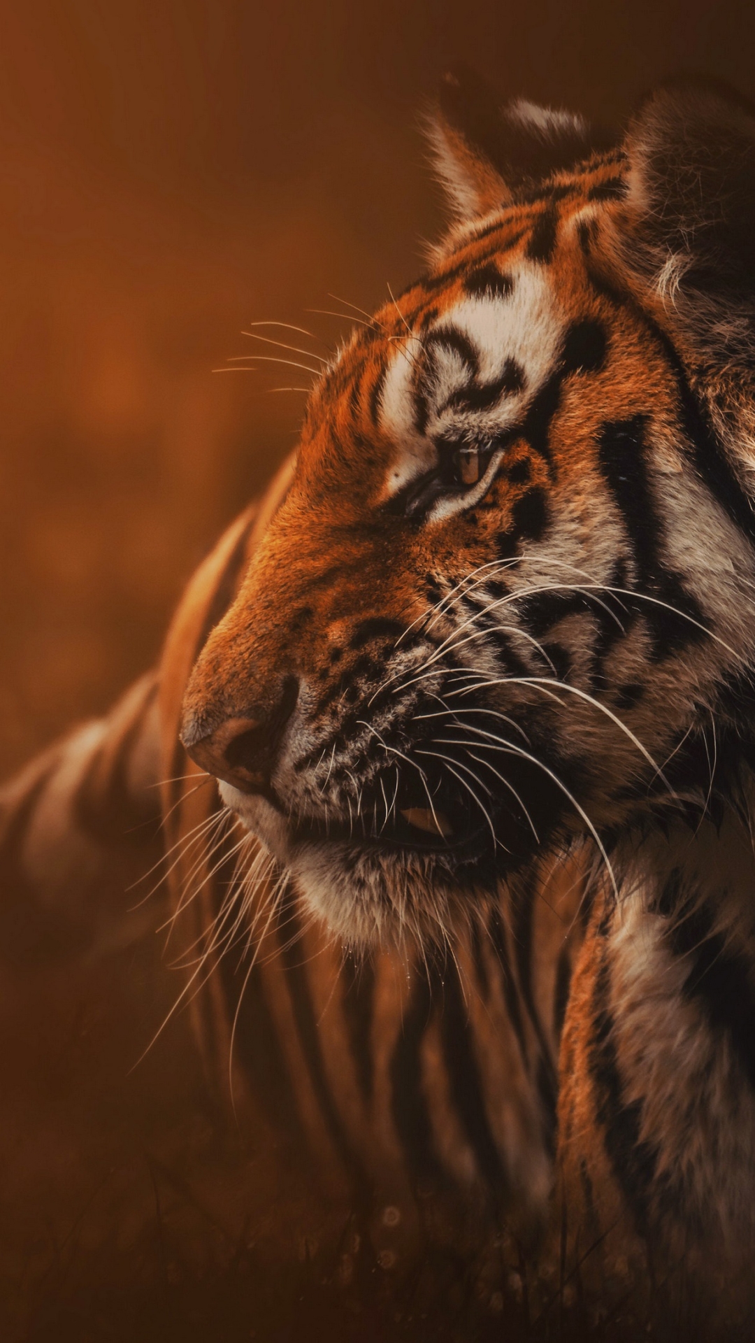 Download mobile wallpaper Cats, Tiger, Animal for free.