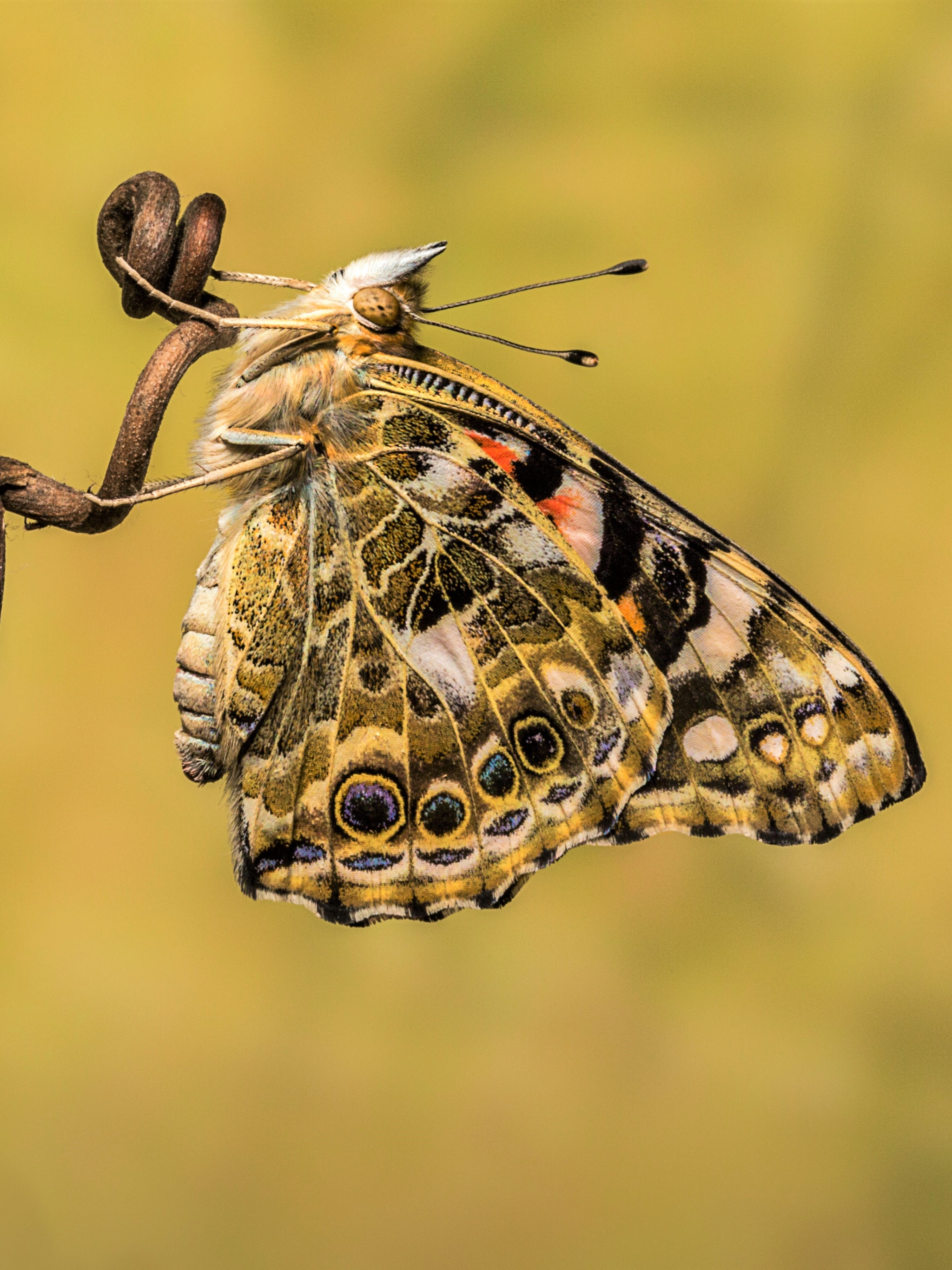 Descarga gratuita de fondo de pantalla para móvil de Animales, Mariposa, Vistoso.