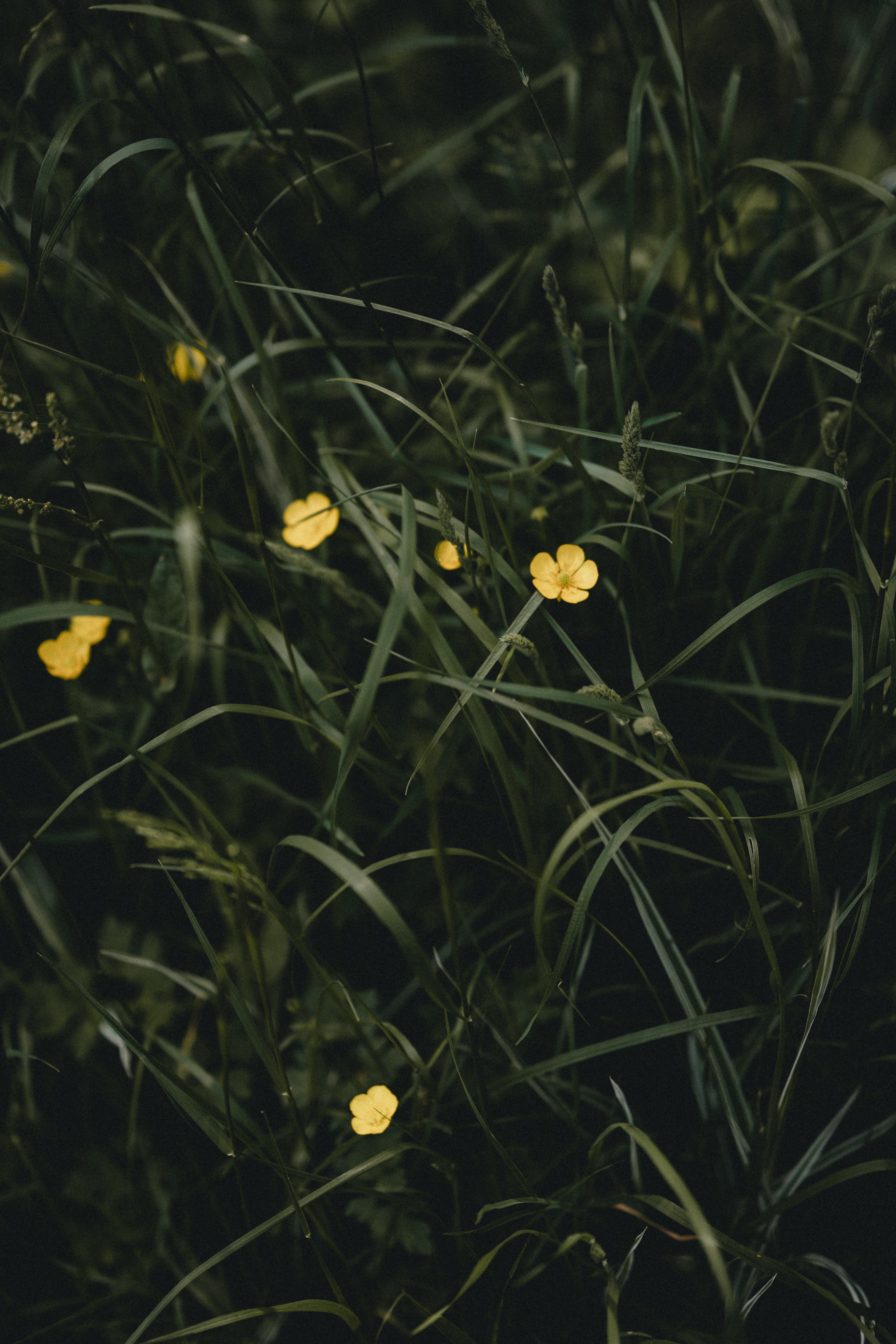 Скачать картинку Трава, Растение, Желтый, Цветы в телефон бесплатно.