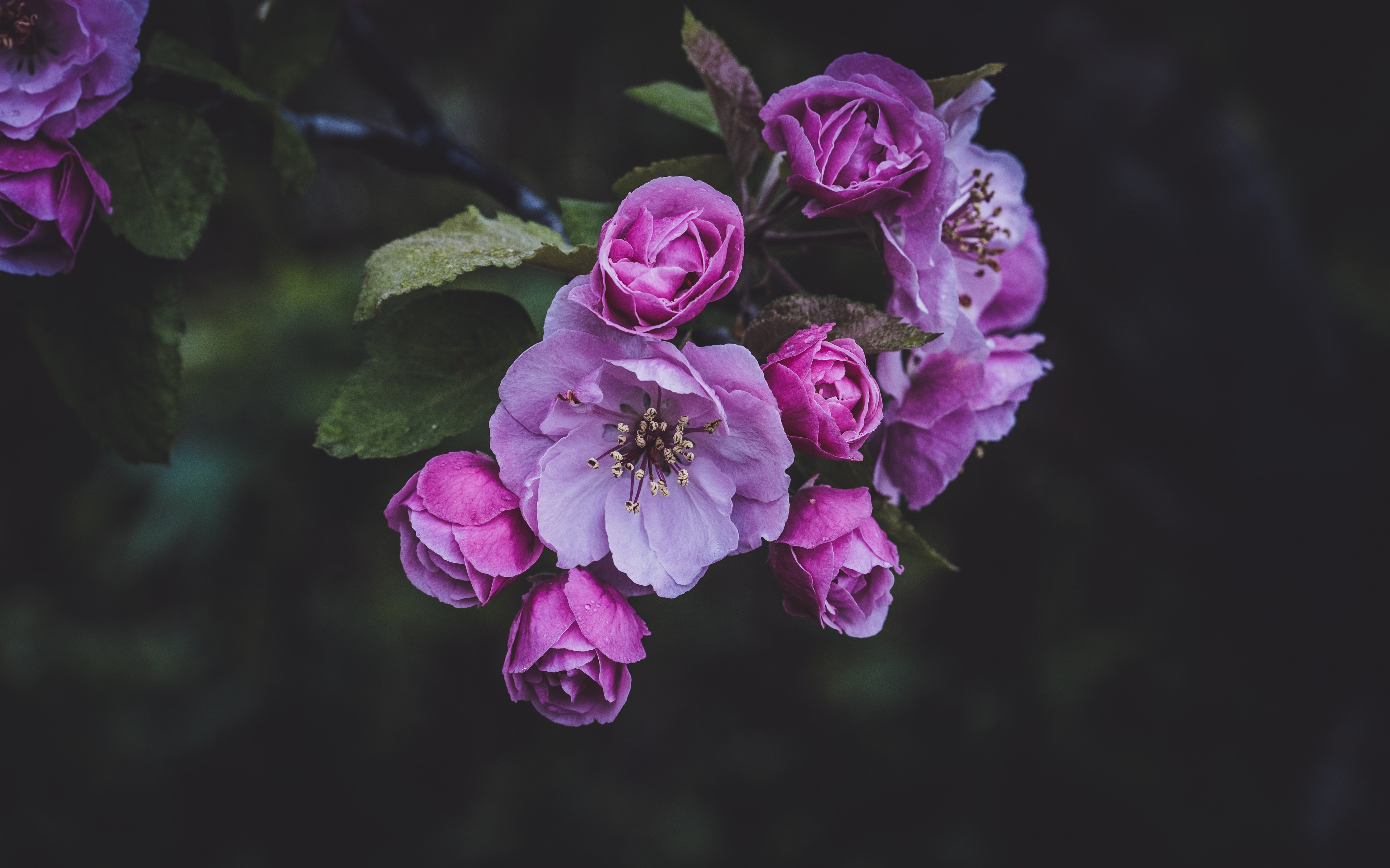 Laden Sie das Natur, Blumen, Blume, Frühling, Erde/natur, Pinke Blume-Bild kostenlos auf Ihren PC-Desktop herunter
