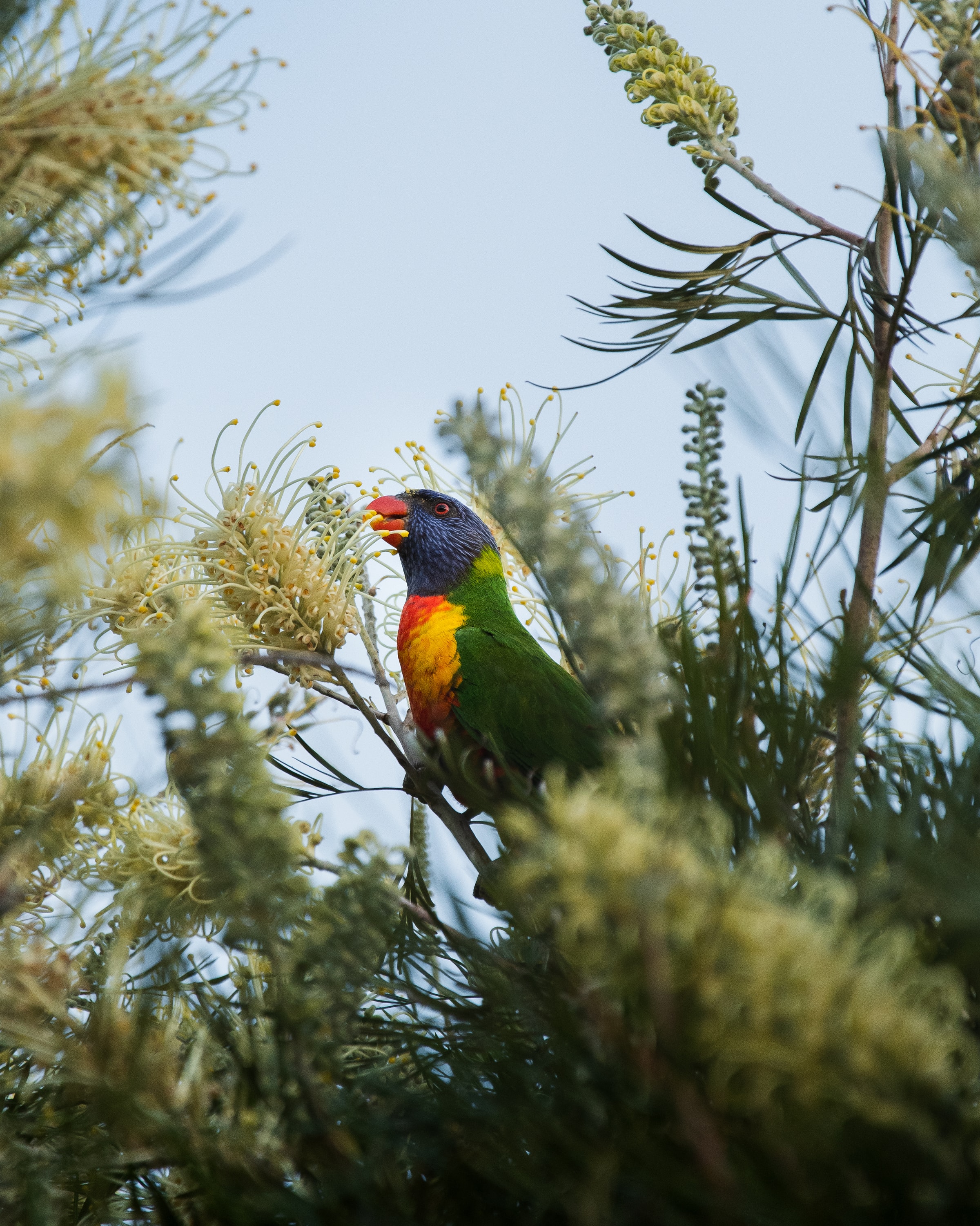 bright, bird, animals, parrots, multicolored, motley, branches