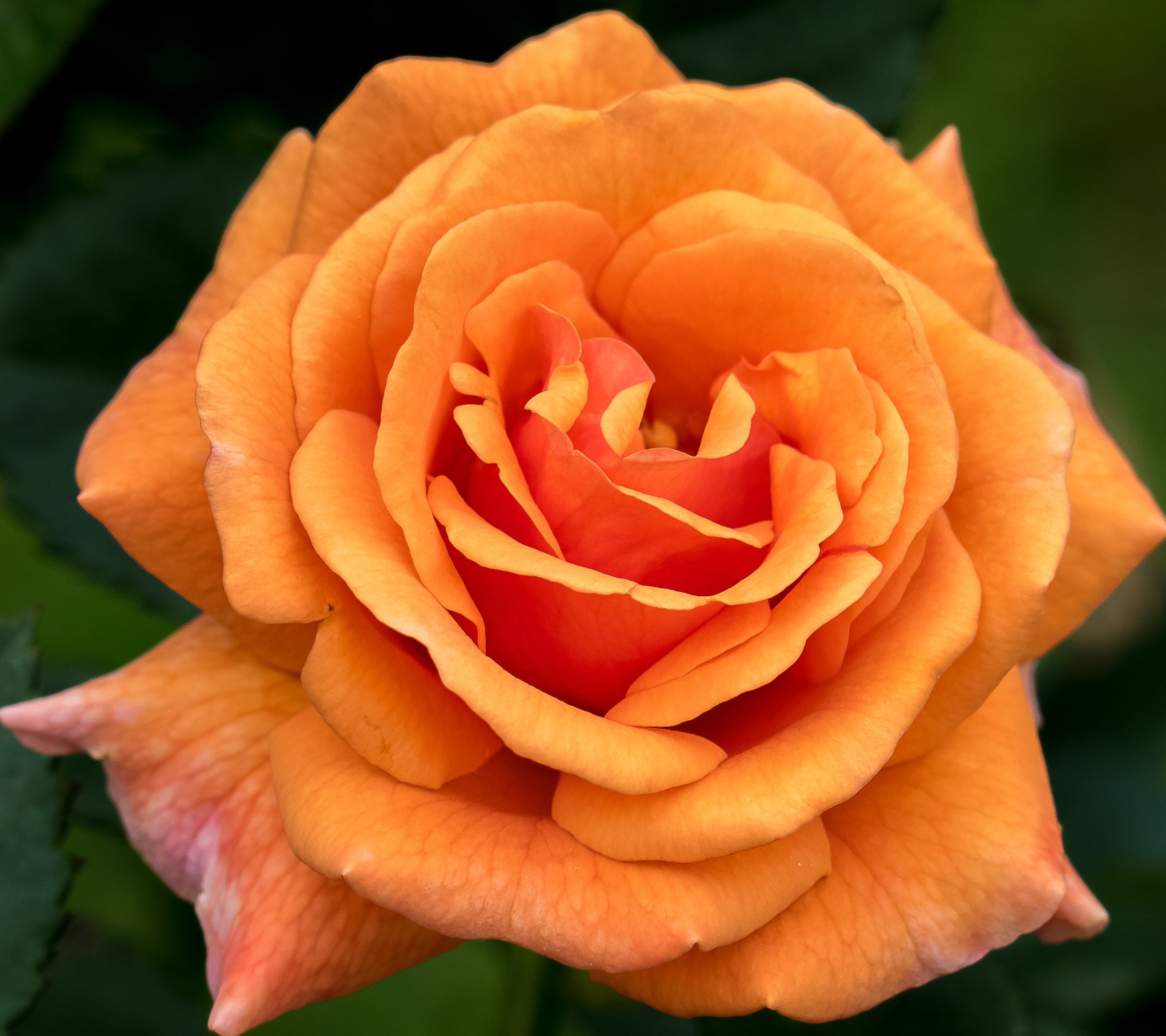Скачать картинку Цветок, Роза, Земля, Земля/природа, Оранжевый Цветок, Флауэрсы в телефон бесплатно.