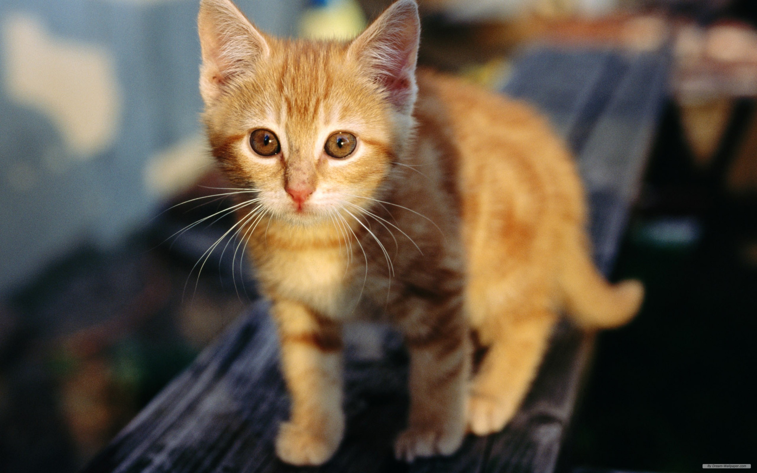 Download mobile wallpaper Cat, Kitten, Animal for free.