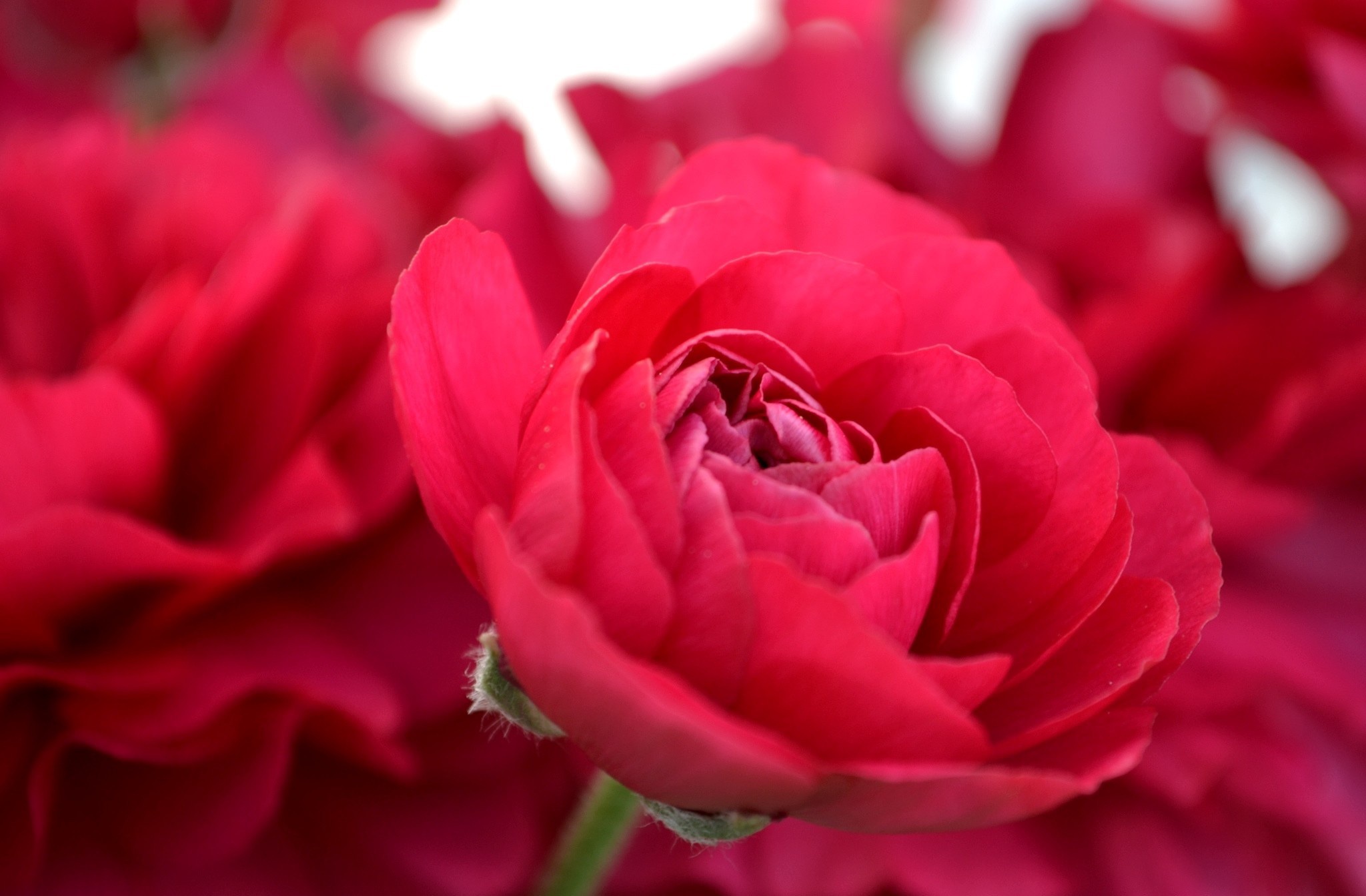 Laden Sie das Blumen, Blume, Makro, Erde/natur, Pinke Blume, Ranunkeln-Bild kostenlos auf Ihren PC-Desktop herunter