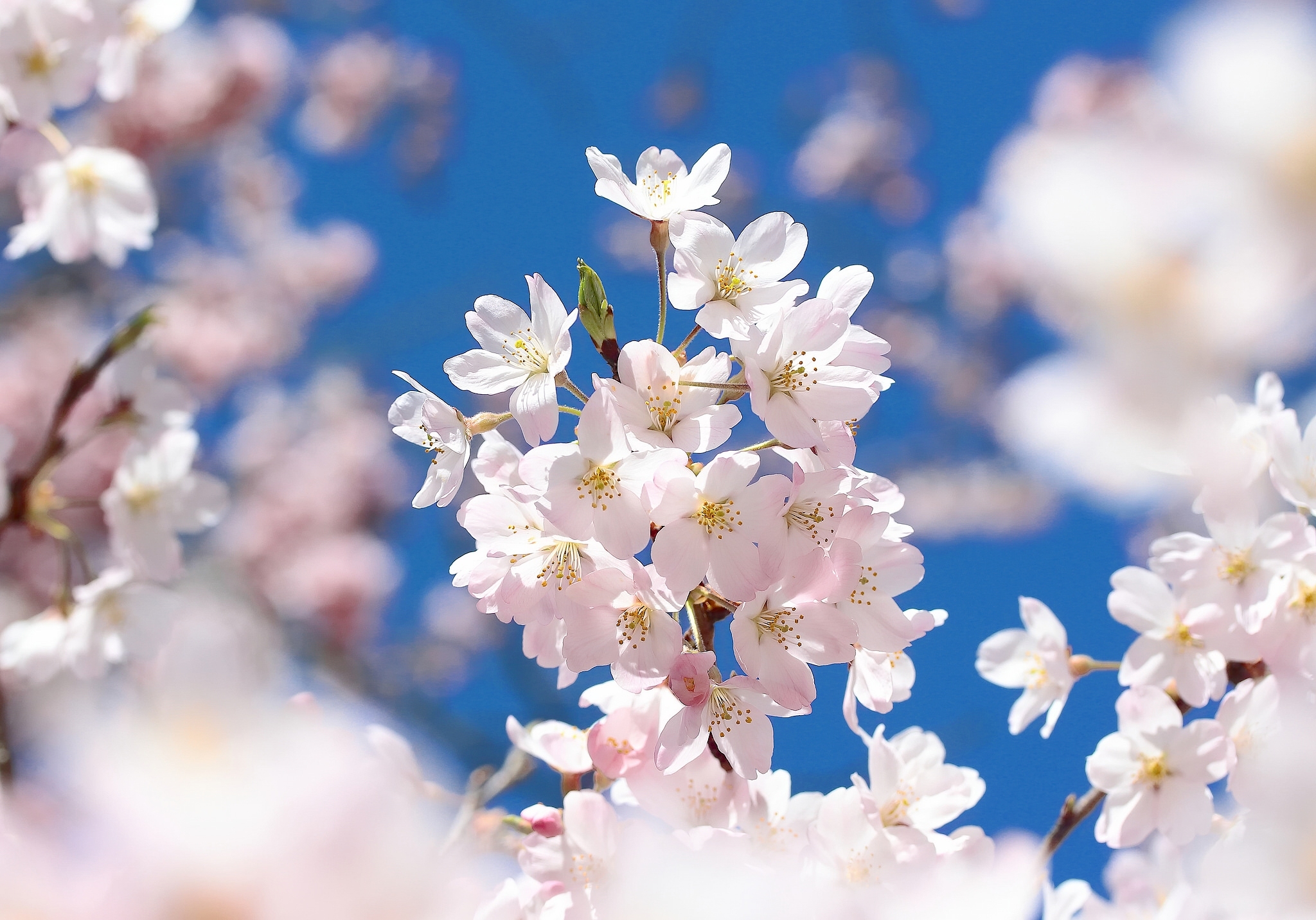 Download mobile wallpaper Flowers, Flower, Macro, Branch, Earth, Spring, Blossom for free.